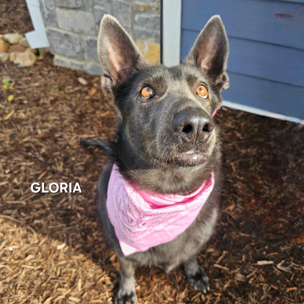 Enlarge Gloria, a Adoptable mixed breed in Madisonville, TN image 2/6