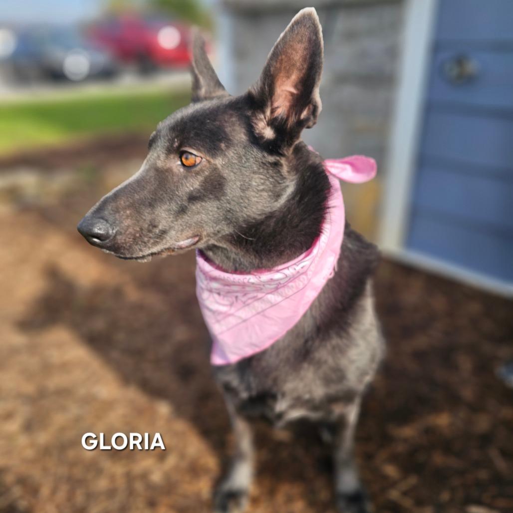 Enlarge Gloria, a Adoptable mixed breed in Madisonville, TN image 3/6