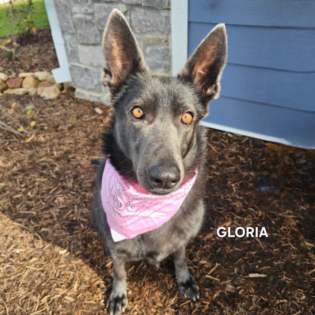 Enlarge Gloria, a Adoptable mixed breed in Madisonville, TN image 4/6
