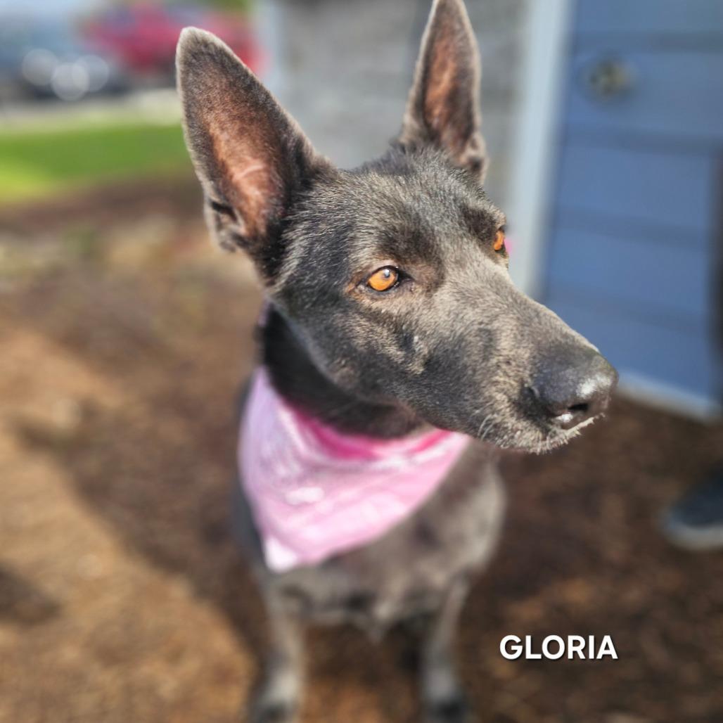 Enlarge Gloria, a Adoptable mixed breed in Madisonville, TN image 5/6