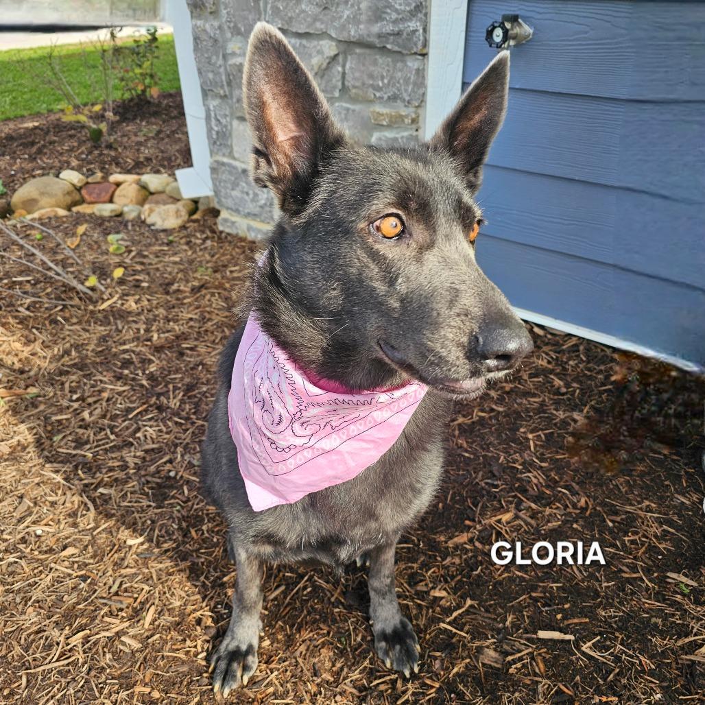 Enlarge Gloria, a Adoptable mixed breed in Madisonville, TN image 6/6