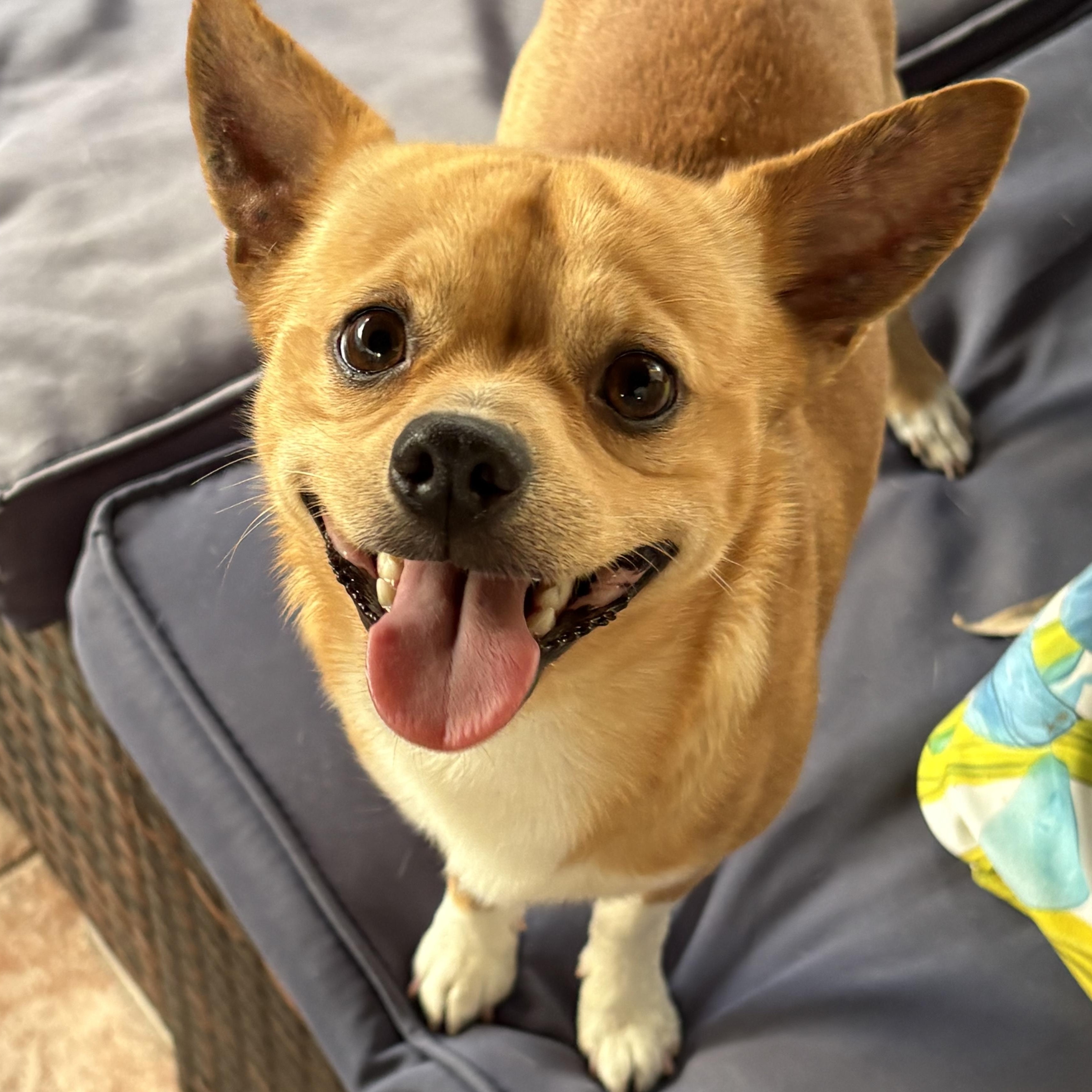 Espresso, a ADOPTABLE Chihuahua in Miramar, FL image 1/6