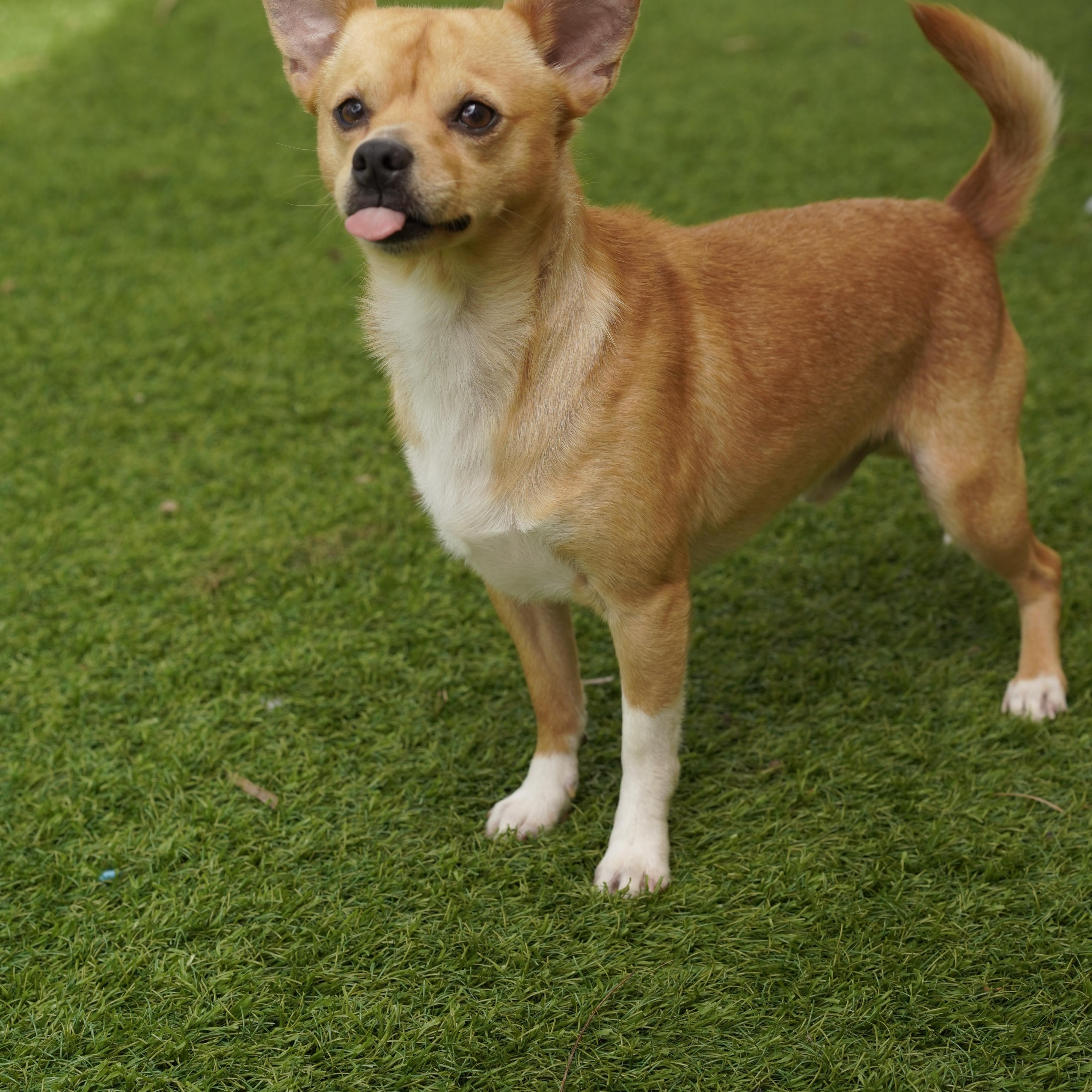 Enlarge Espresso, a ADOPTABLE mixed breed in Miramar, FL image 5/5