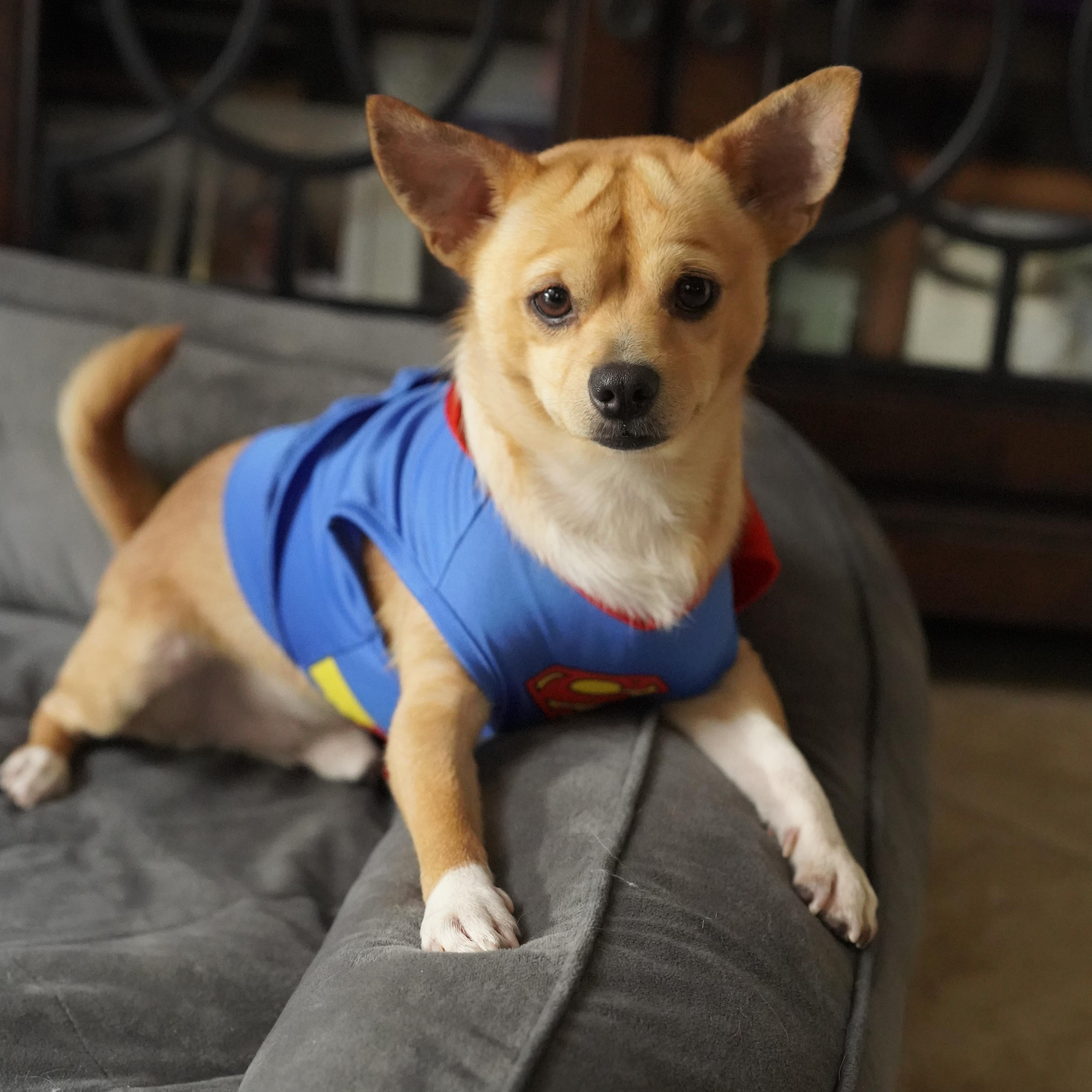 Enlarge Espresso, a ADOPTABLE mixed breed in Miramar, FL image 4/5