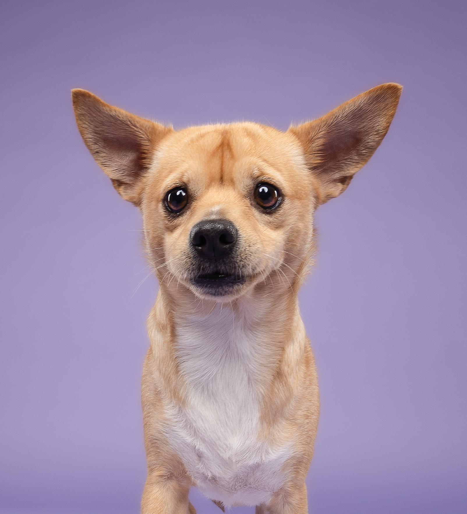 Espresso, a Adoptable mixed breed in Loxahatchee, FL image 1/6