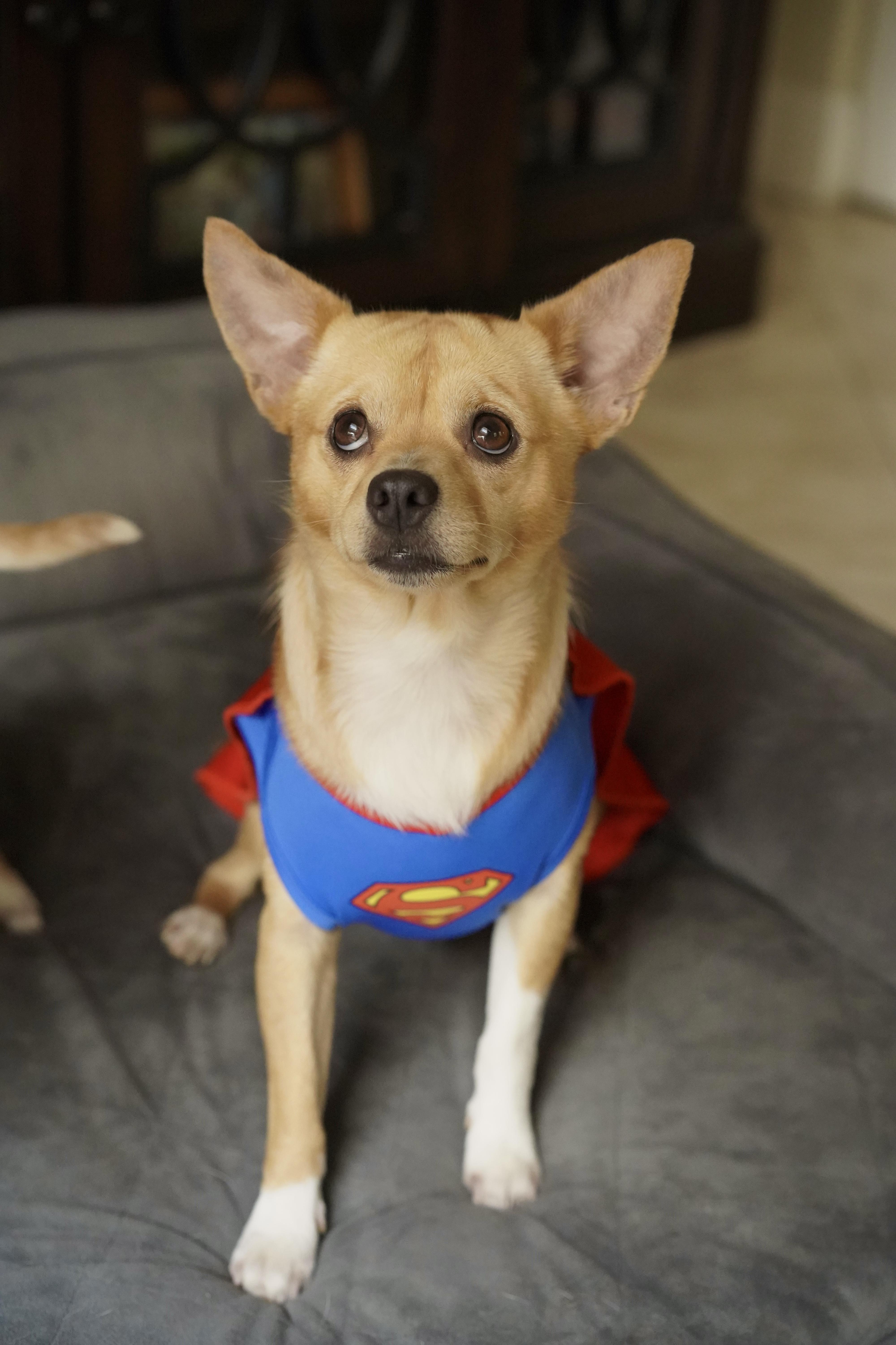 Espresso, a Adoptable mixed breed in Loxahatchee, FL image 3/6