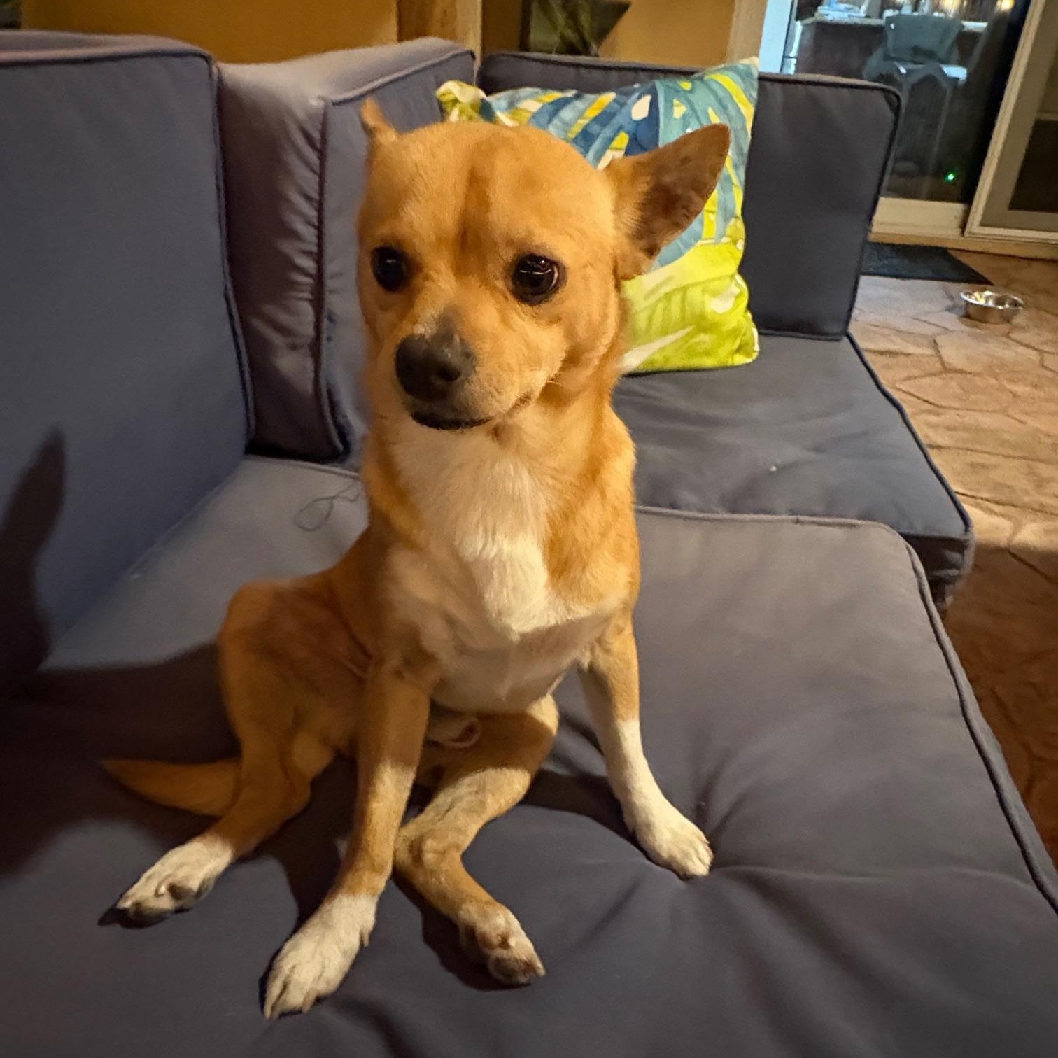 Espresso, a ADOPTABLE Chihuahua in Miramar, FL image 2/6