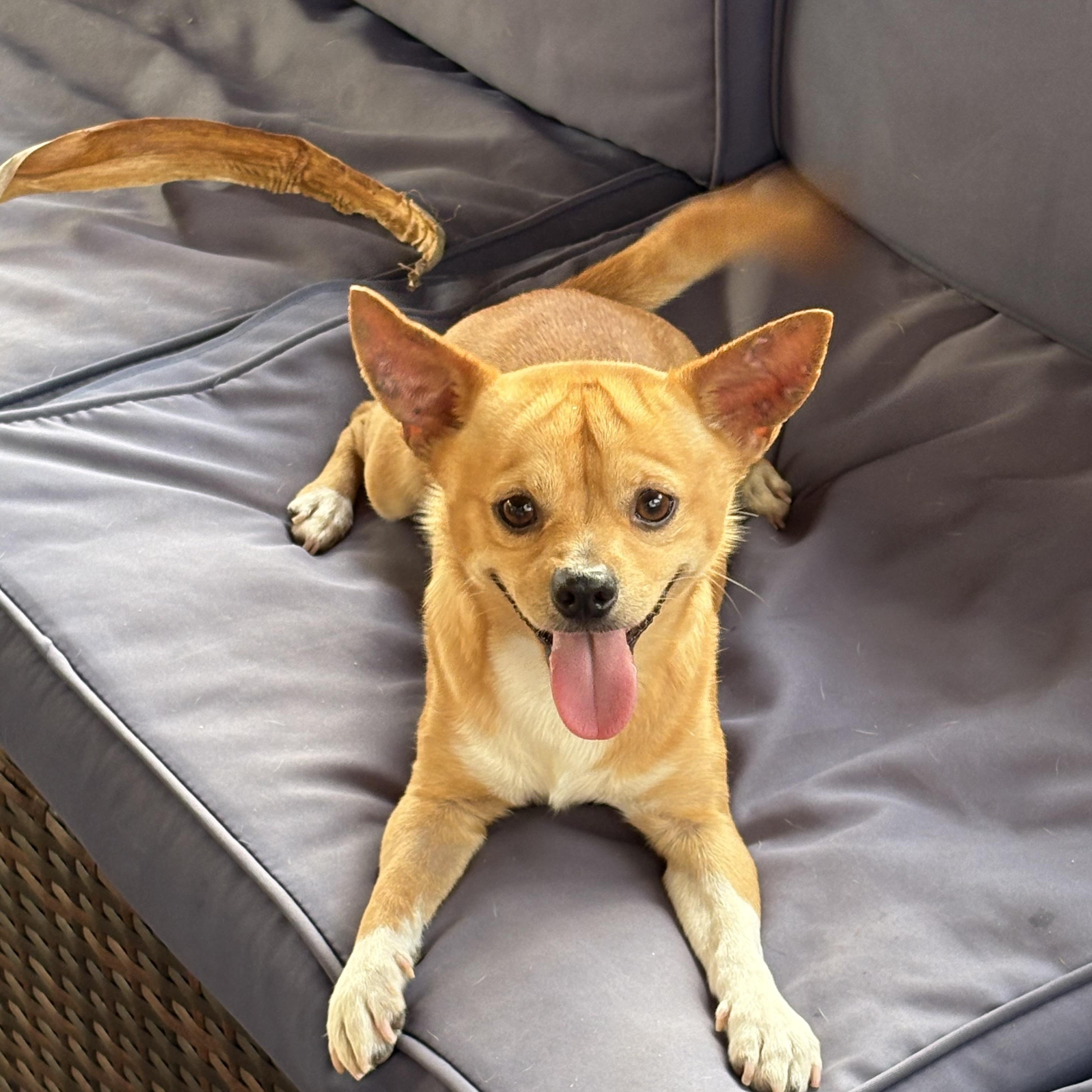 Espresso, a ADOPTABLE Chihuahua in Miramar, FL image 3/6
