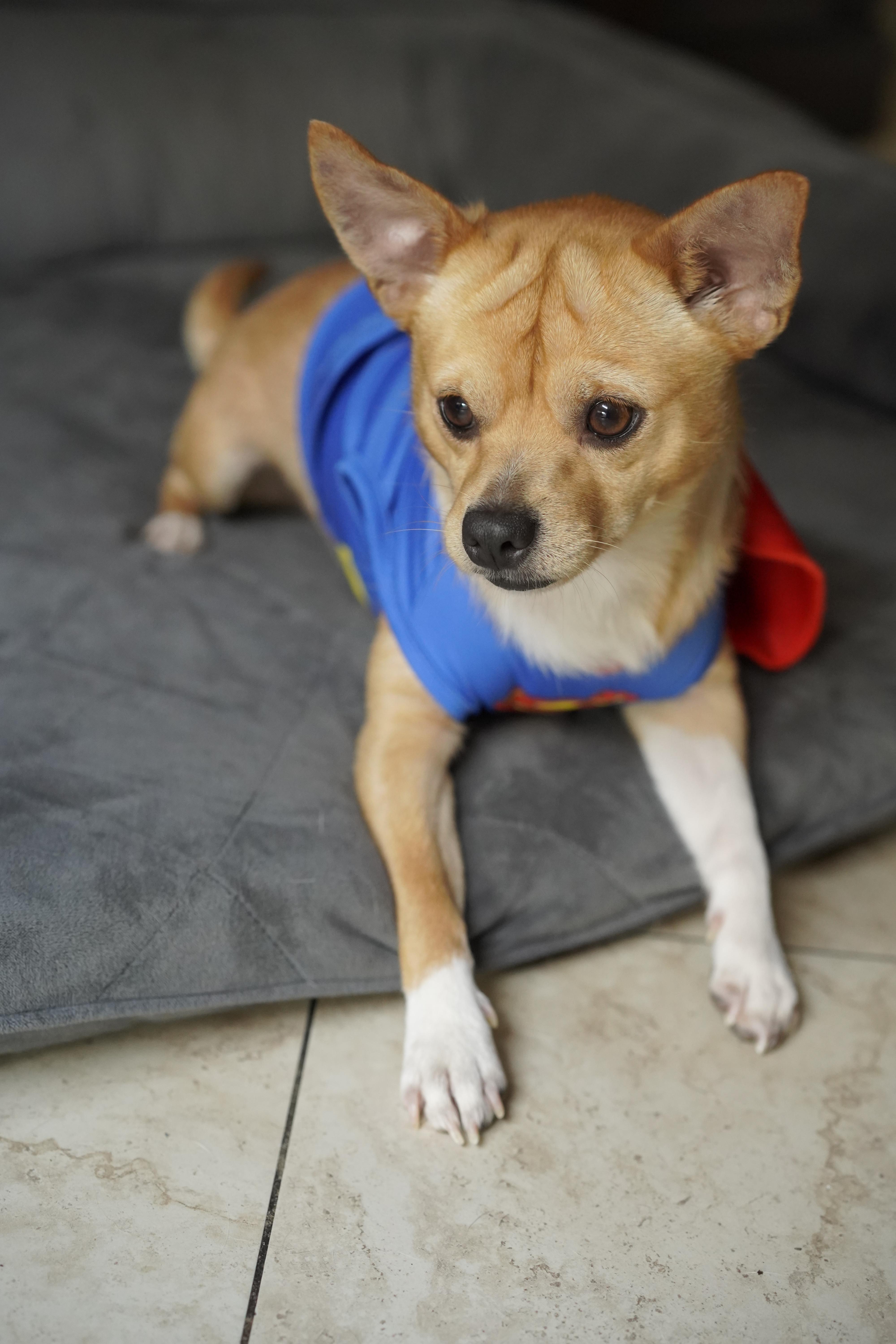 Espresso, a Adoptable mixed breed in Loxahatchee, FL image 4/6