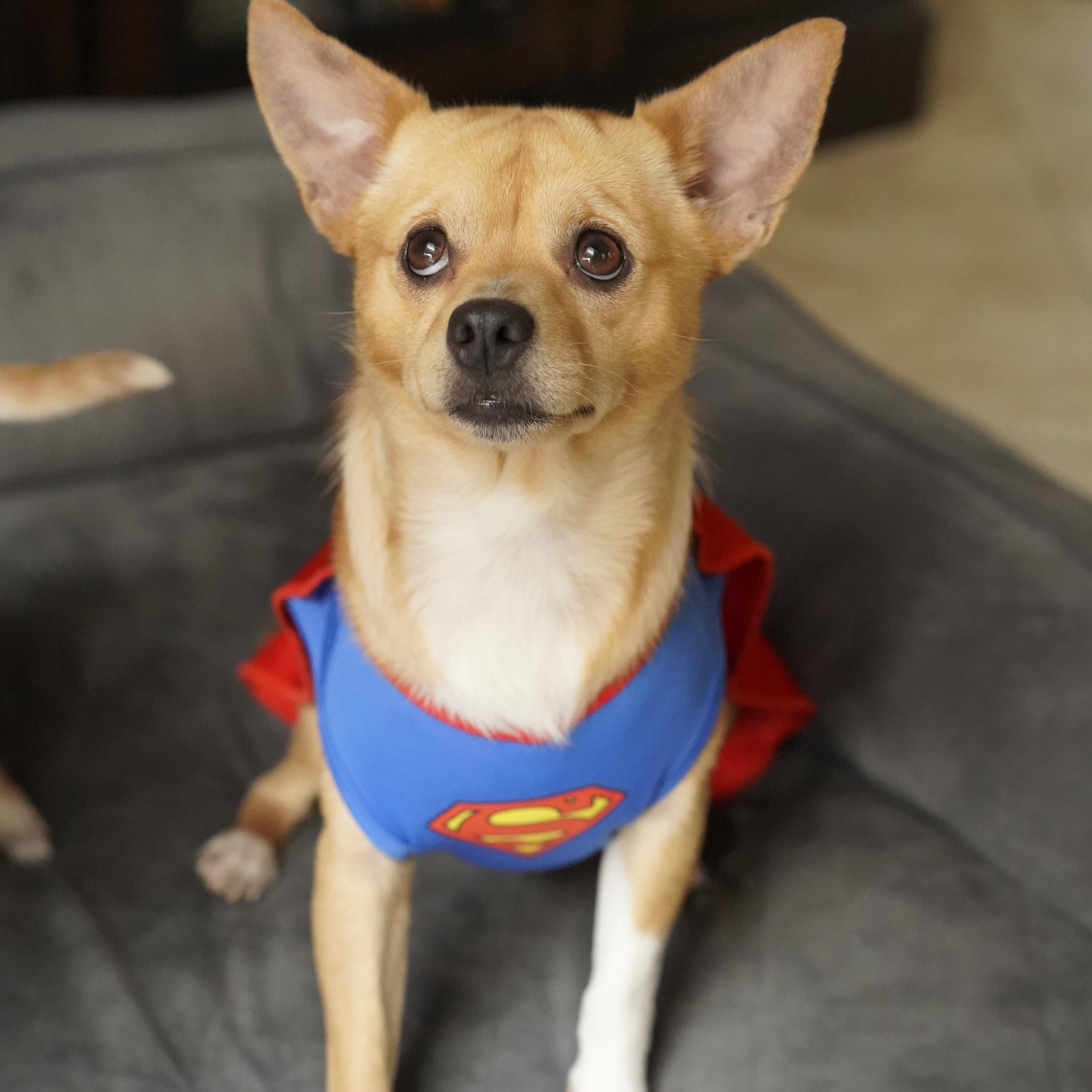 Enlarge Espresso, a ADOPTABLE mixed breed in Miramar, FL image 1/5