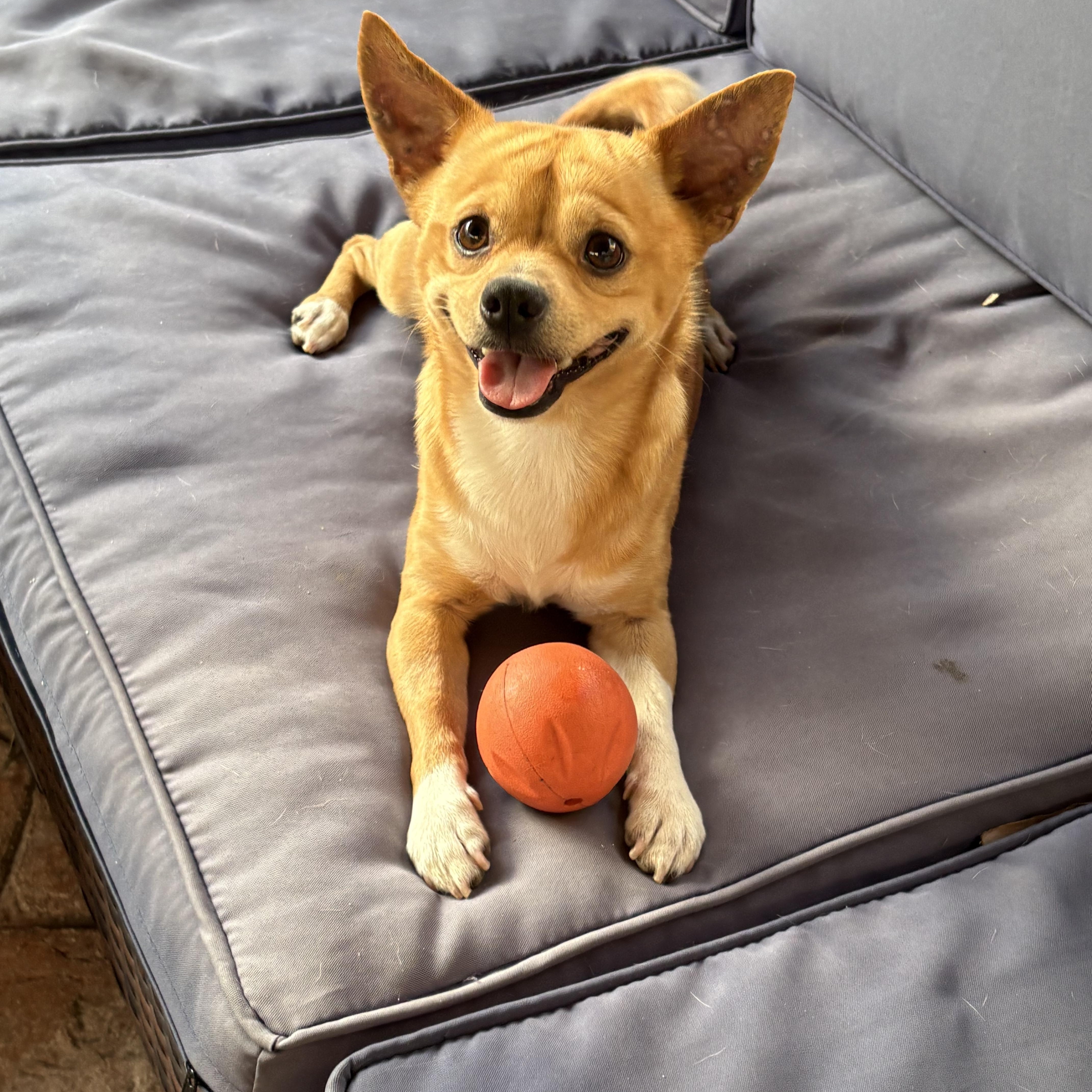 Espresso, a ADOPTABLE Chihuahua in Miramar, FL image 4/6