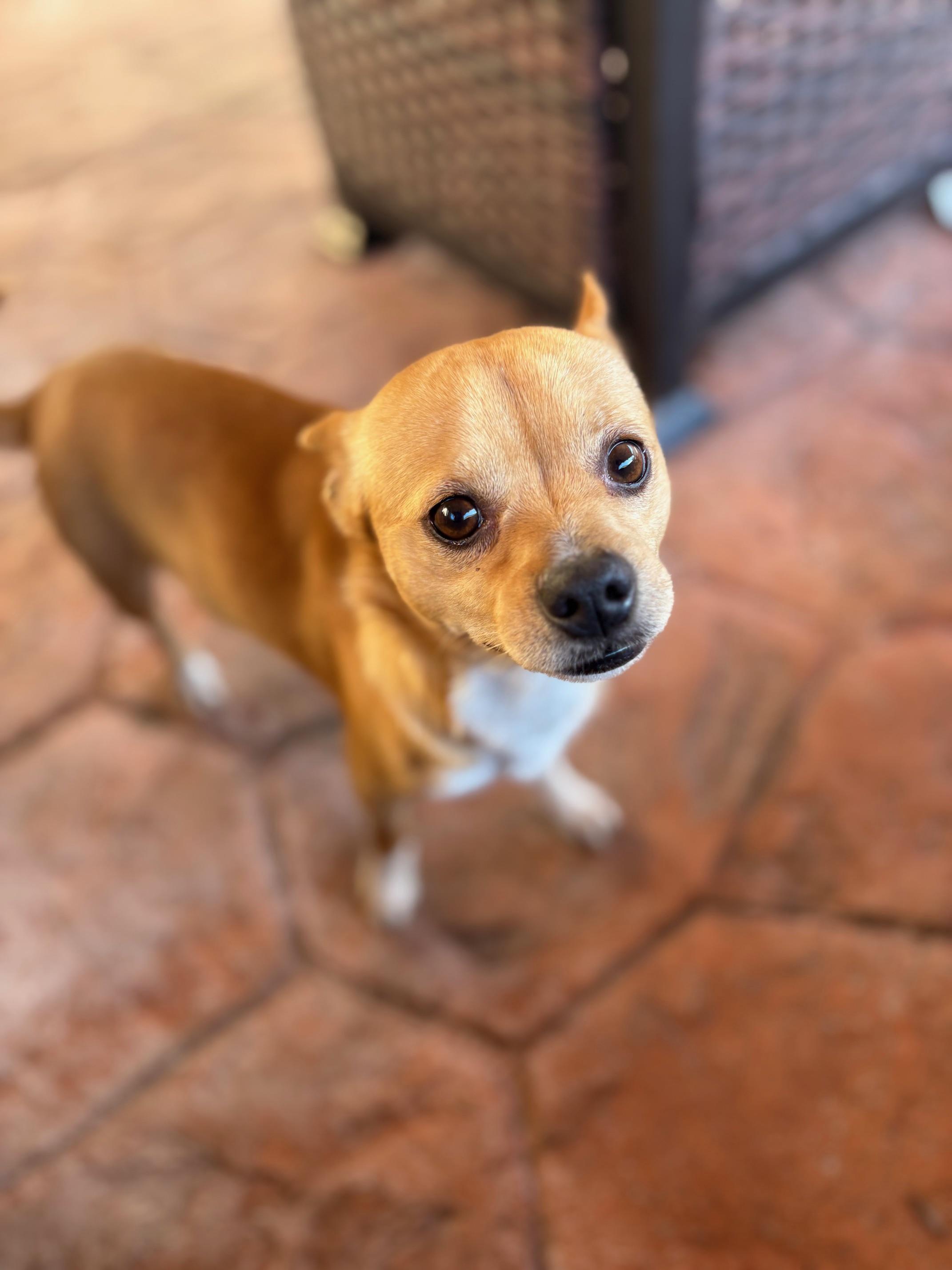 Espresso, ADOPTABLE, Young Male Chihuahua.