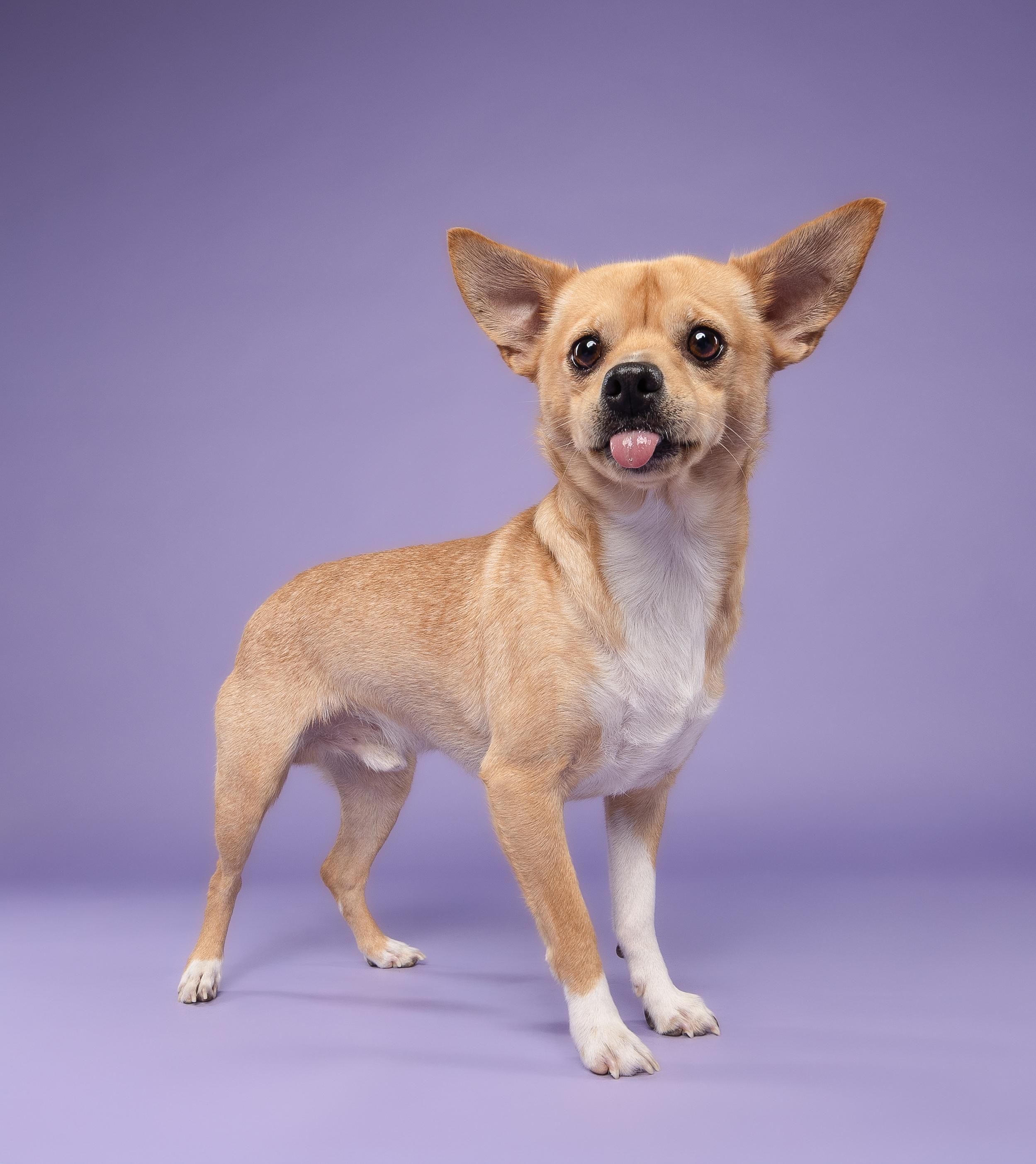 Espresso, a Adoptable mixed breed in Loxahatchee, FL image 5/6