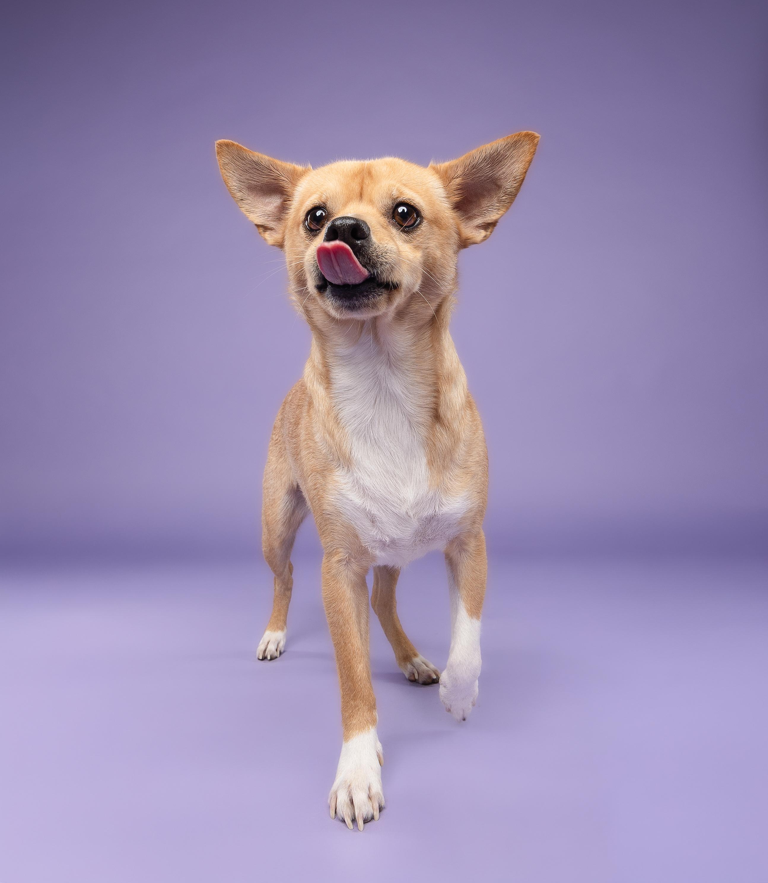 Espresso, a Adoptable mixed breed in Loxahatchee, FL image 6/6