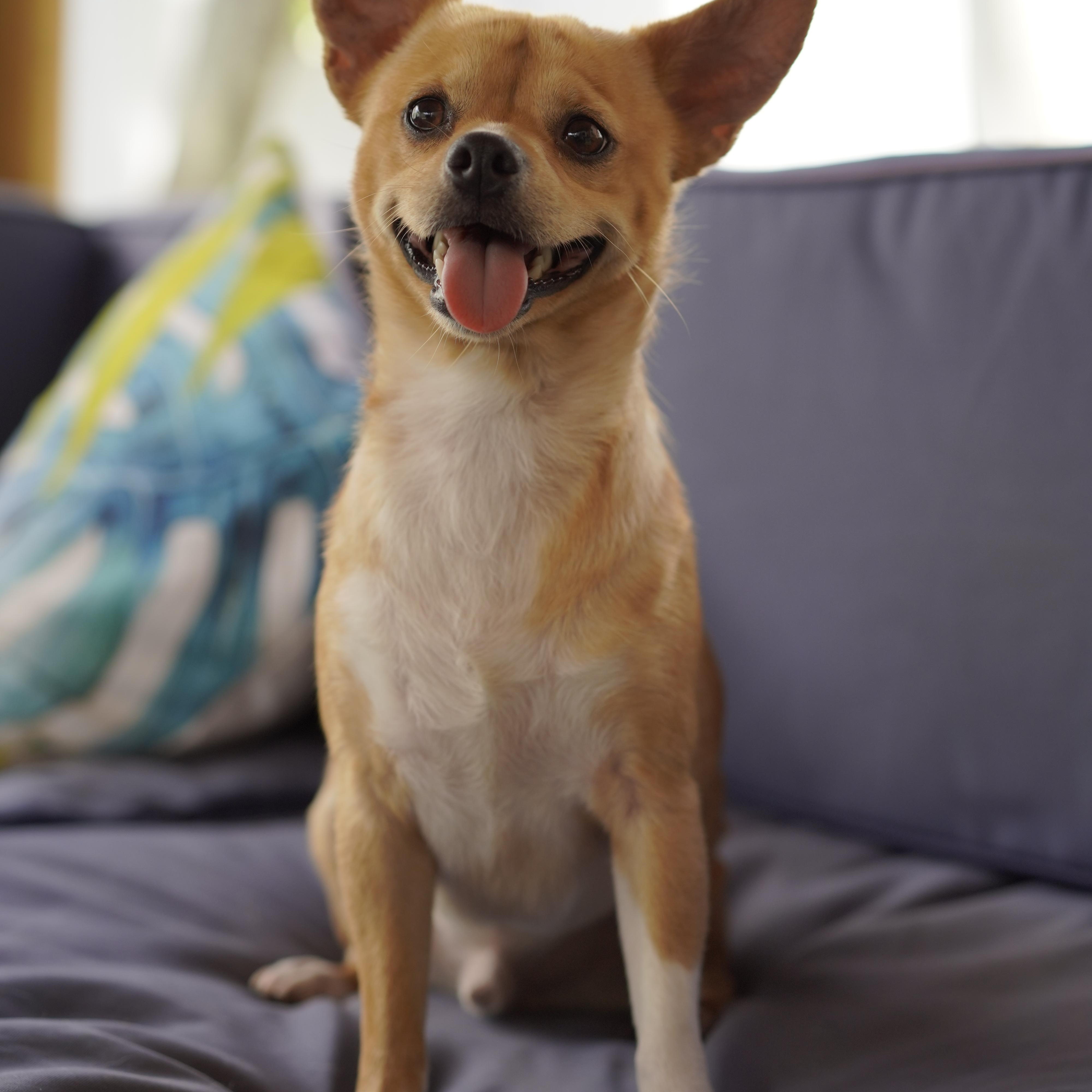 Enlarge Espresso, a ADOPTABLE mixed breed in Miramar, FL image 2/5