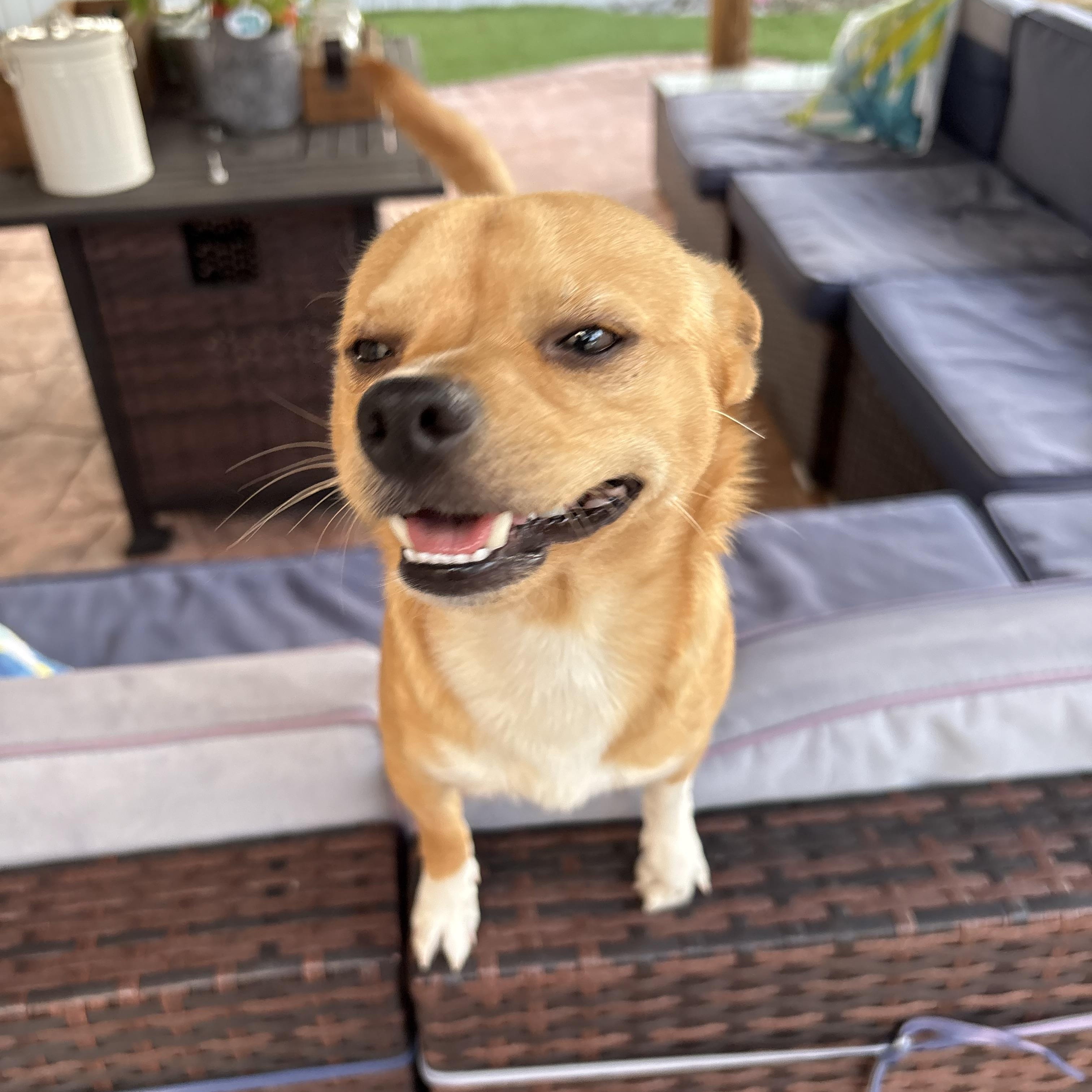 Espresso, a ADOPTABLE Chihuahua in Miramar, FL image 5/6