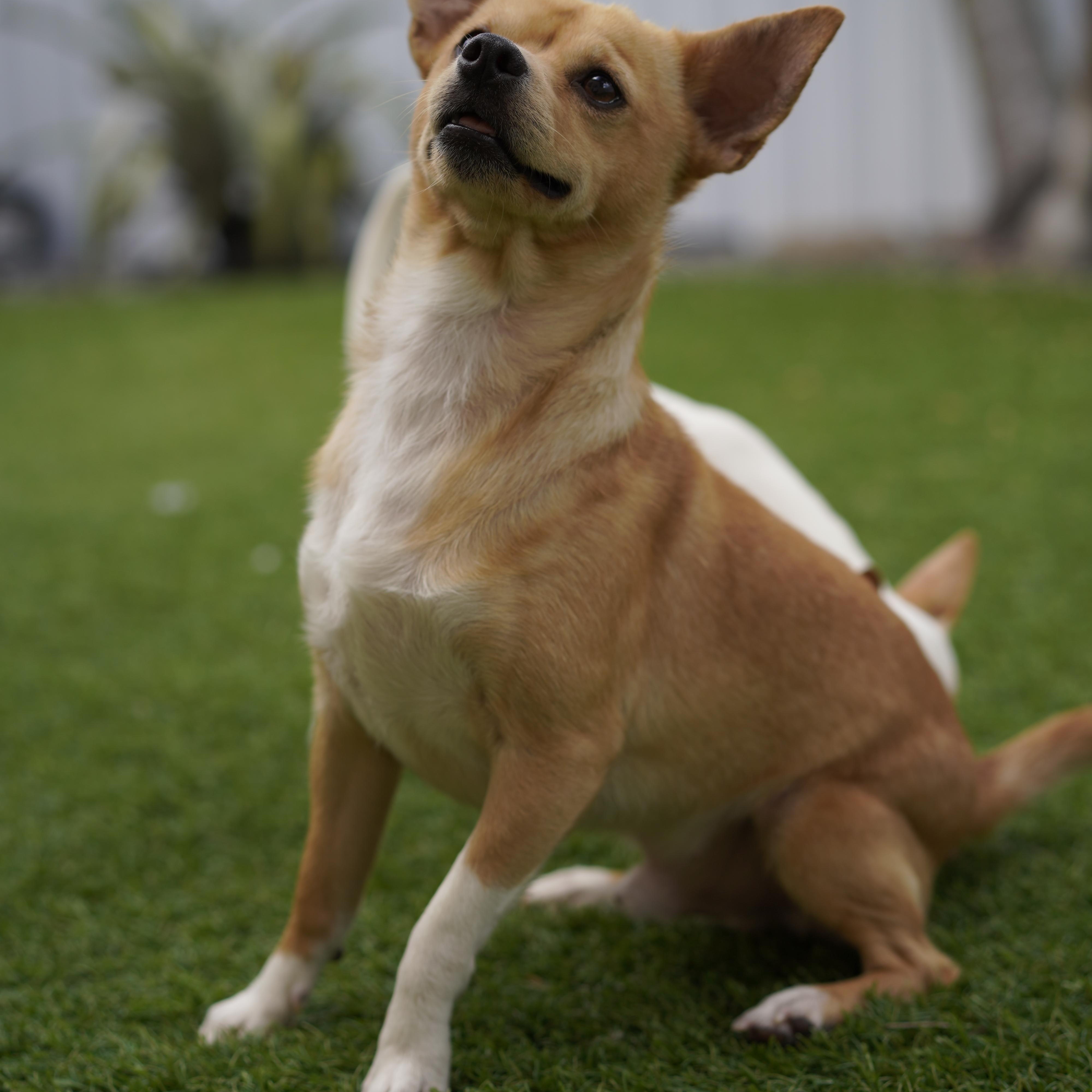 Enlarge Espresso, a ADOPTABLE mixed breed in Miramar, FL image 3/5