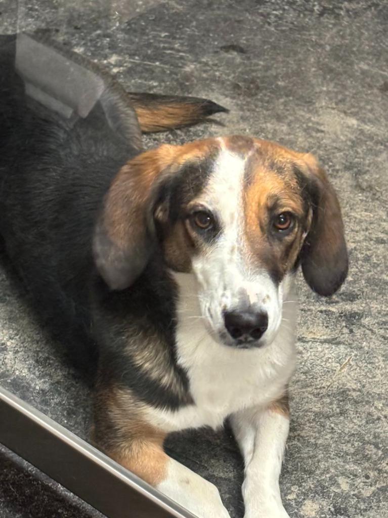Almond, Adoptable, Adult Female Basset Hound.