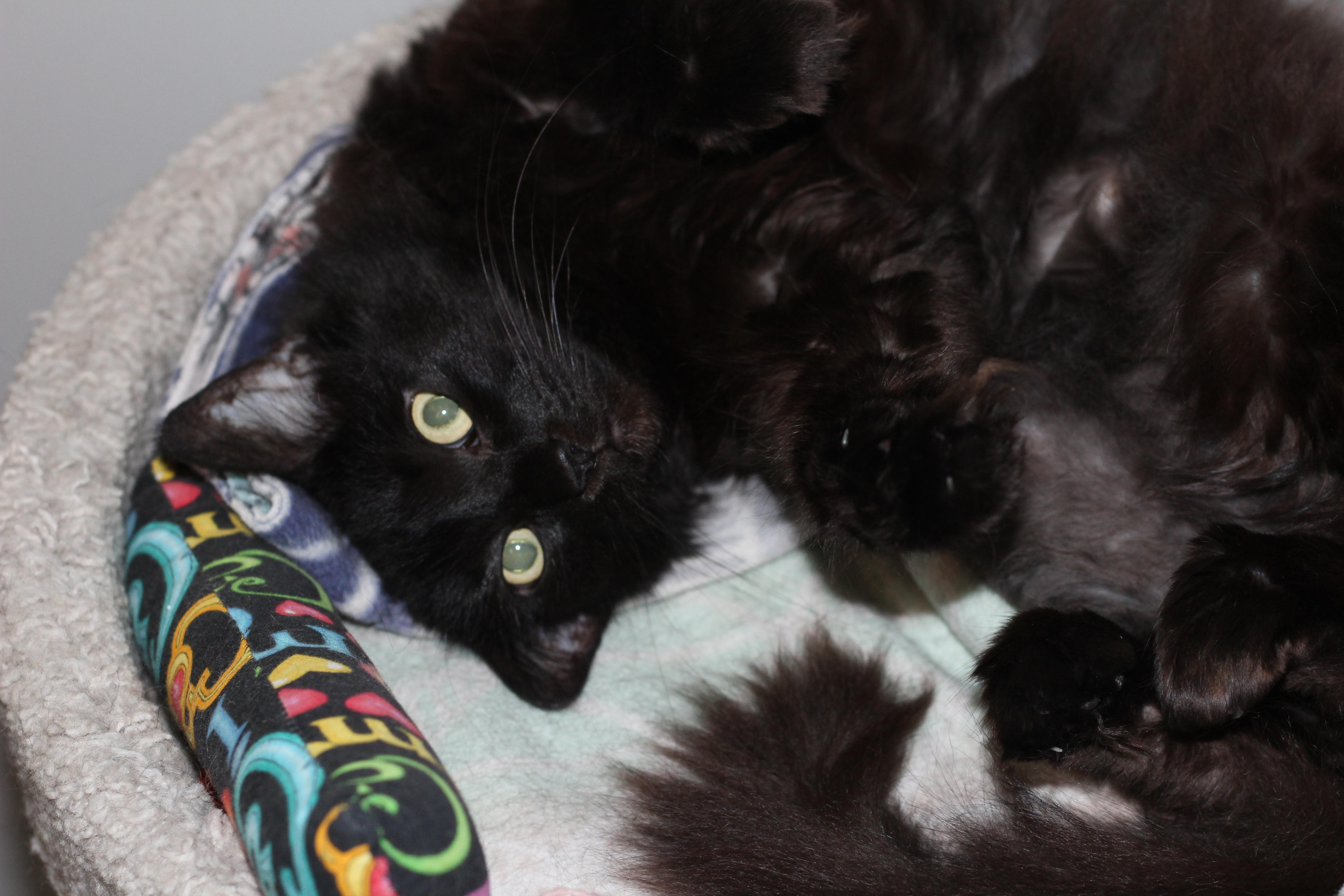 Mystic, an adoptable Domestic Long Hair in Rockford, IL, 61126 | Photo Image 1