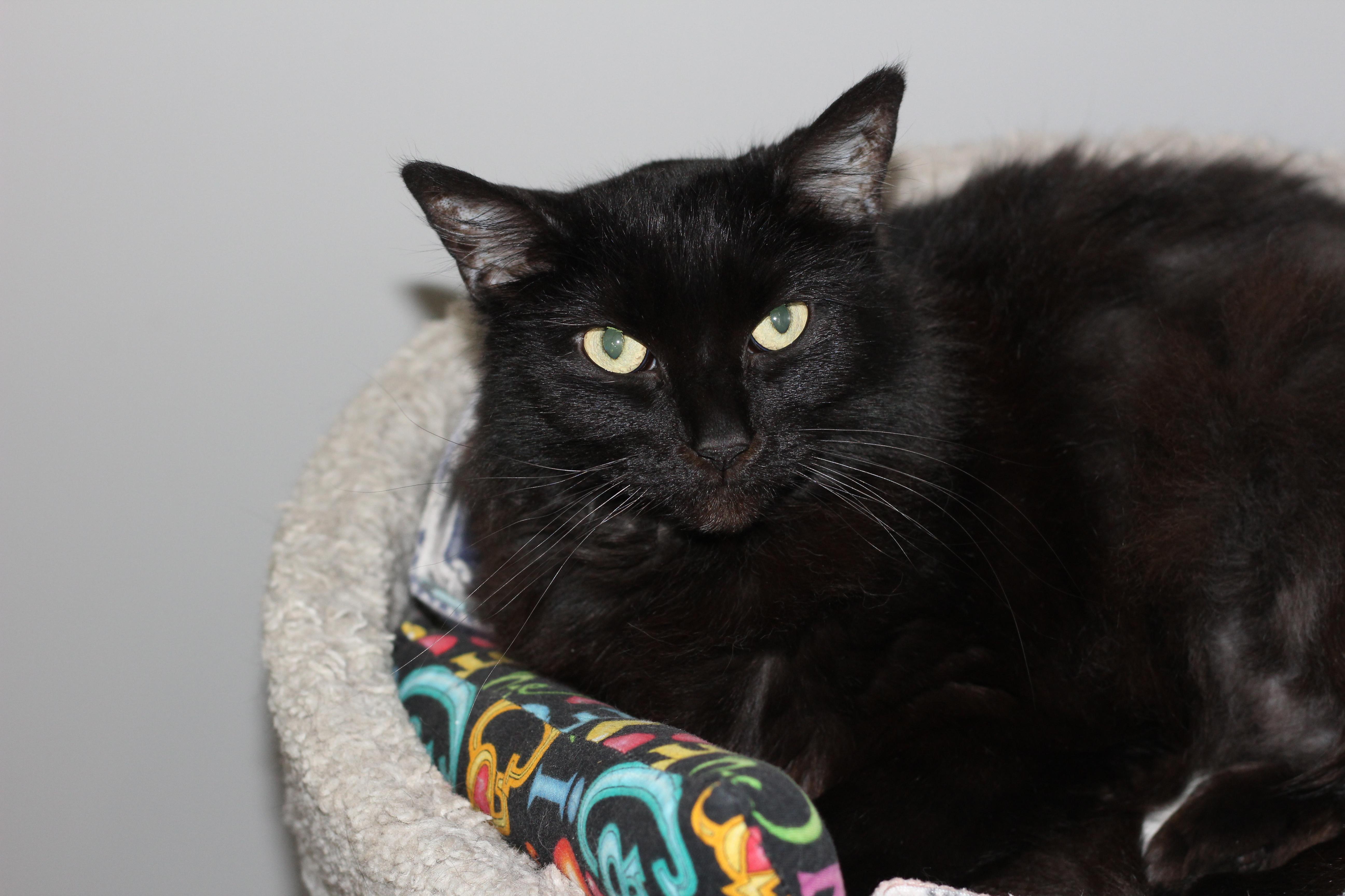 Mystic, an adoptable Domestic Long Hair in Rockford, IL, 61126 | Photo Image 3
