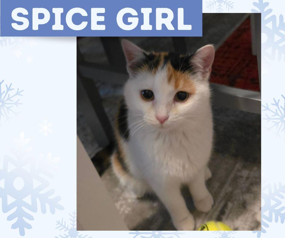 Spice Girl, adopted, Kitten Female Domestic Medium Hair.