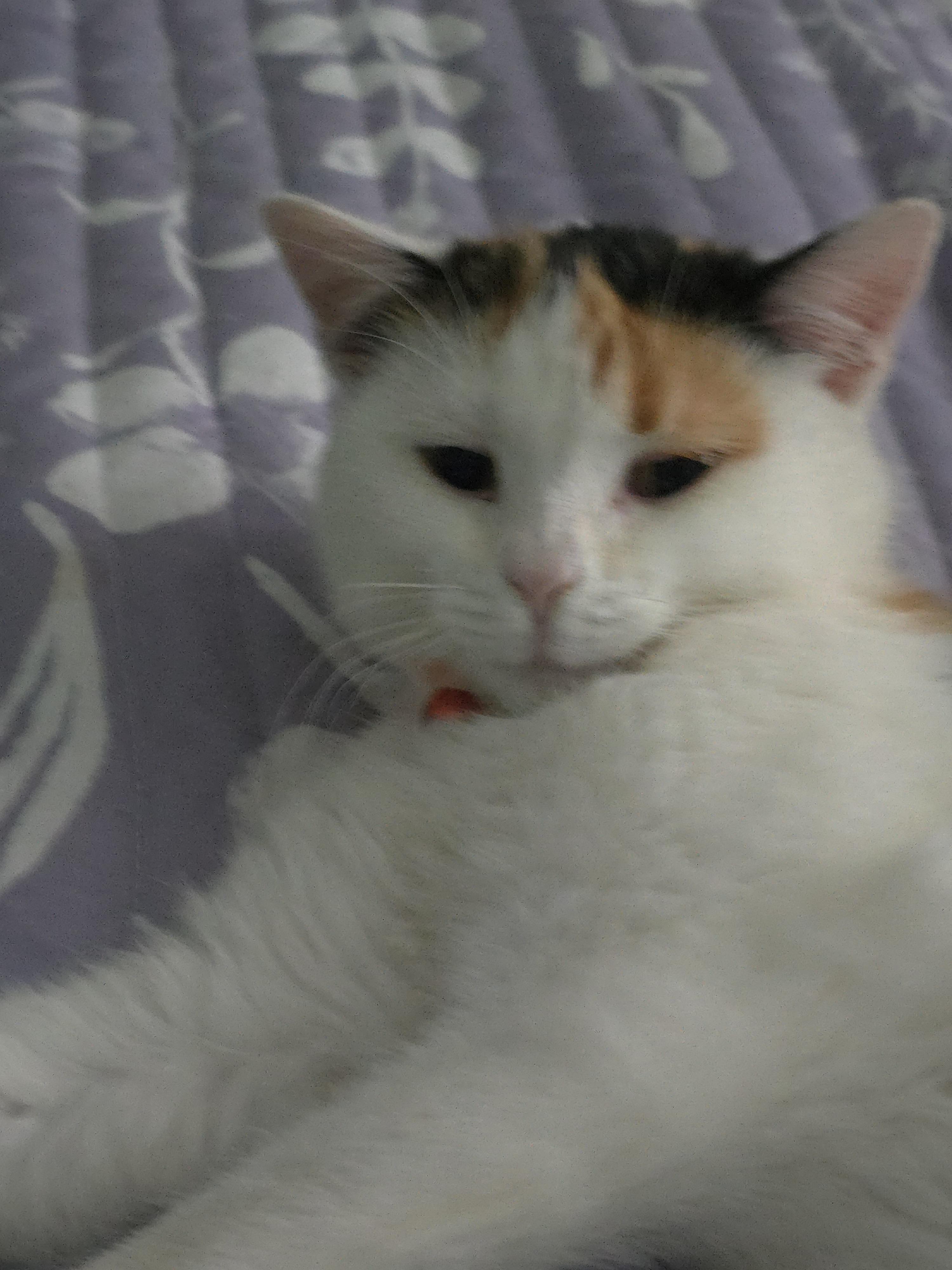 Enlarge Spice Girl, an adopted Domestic Medium Hair in Roachdale, IN image 3/4