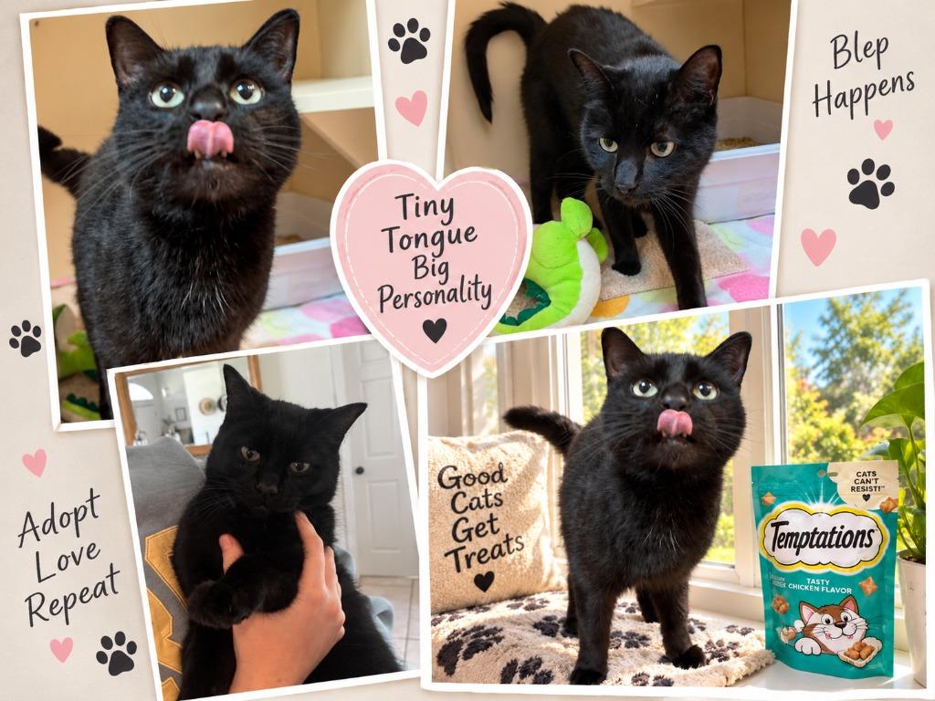 Tidbit / Nala, Adoptable, Adult Male Domestic Short Hair.
