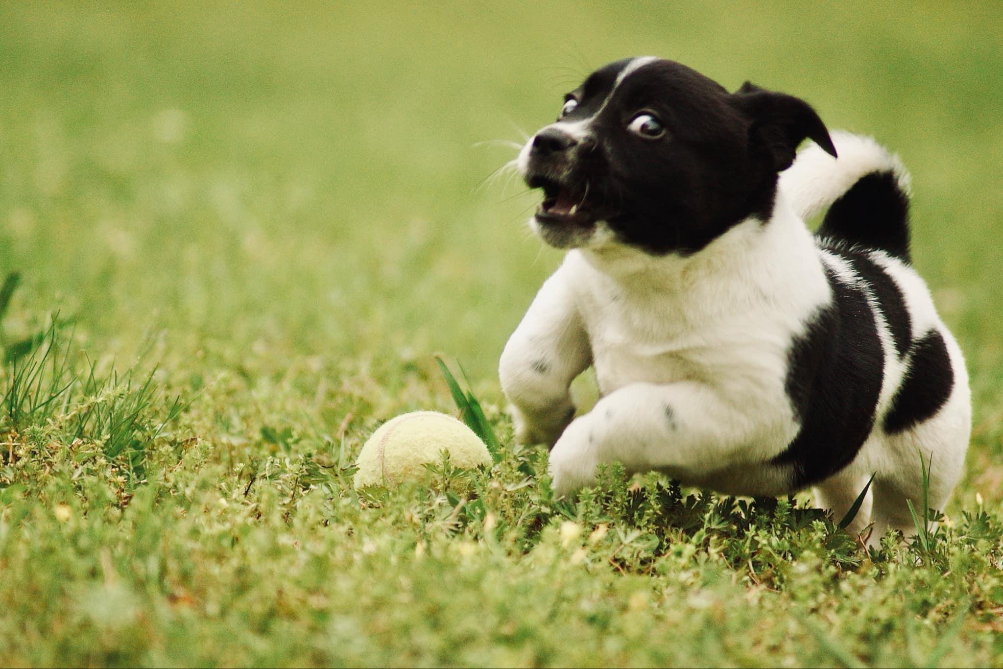 Fred, a Adopted mixed breed in Belton, SC image 5/6
