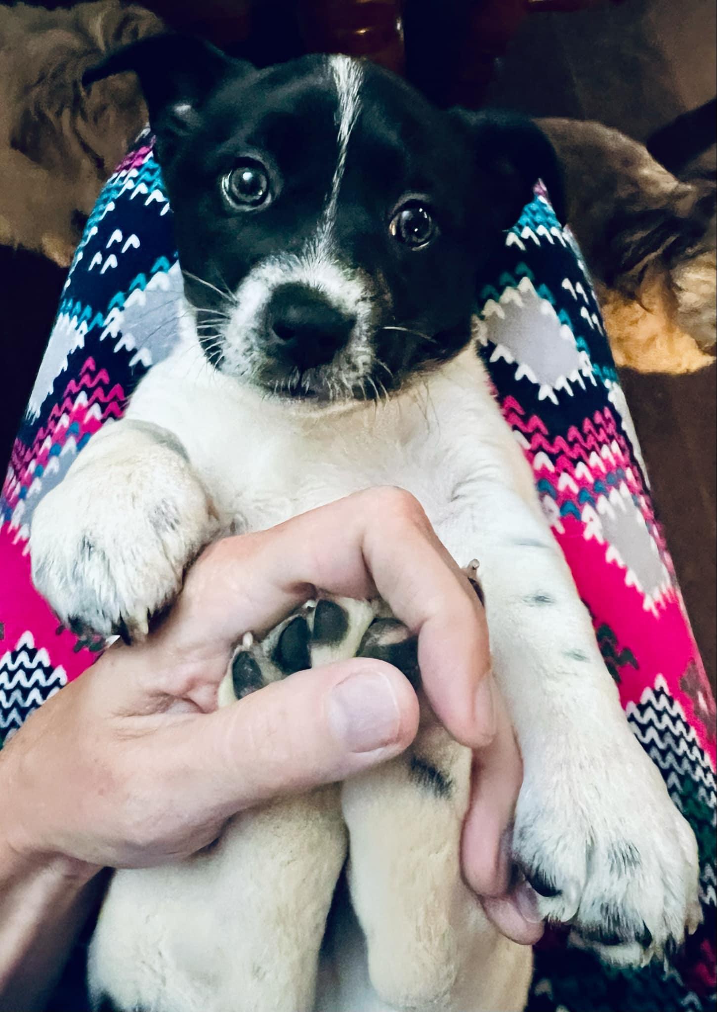 Fred, a Adopted mixed breed in Belton, SC image 4/6