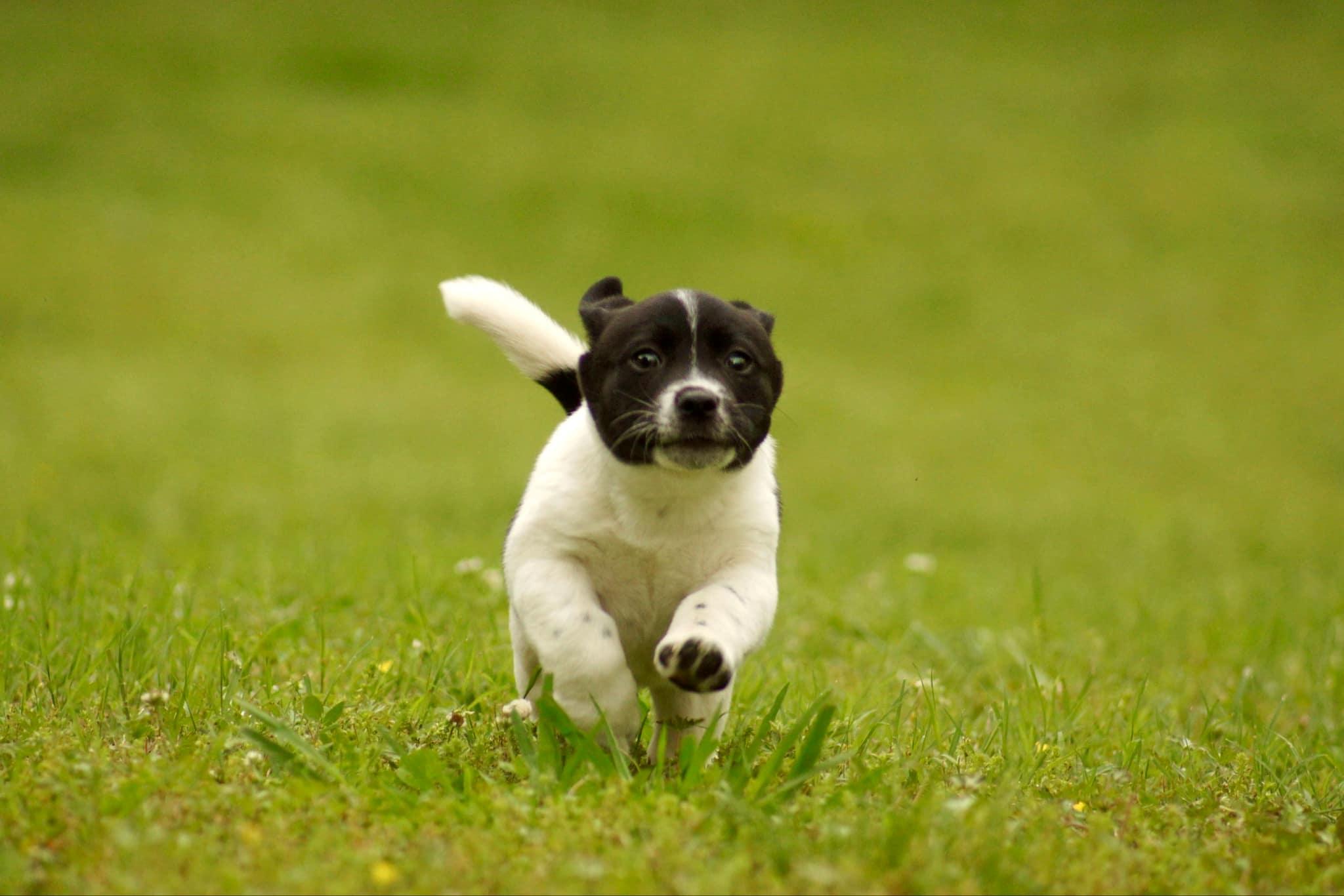 Fred, a Adopted mixed breed in Belton, SC image 6/6