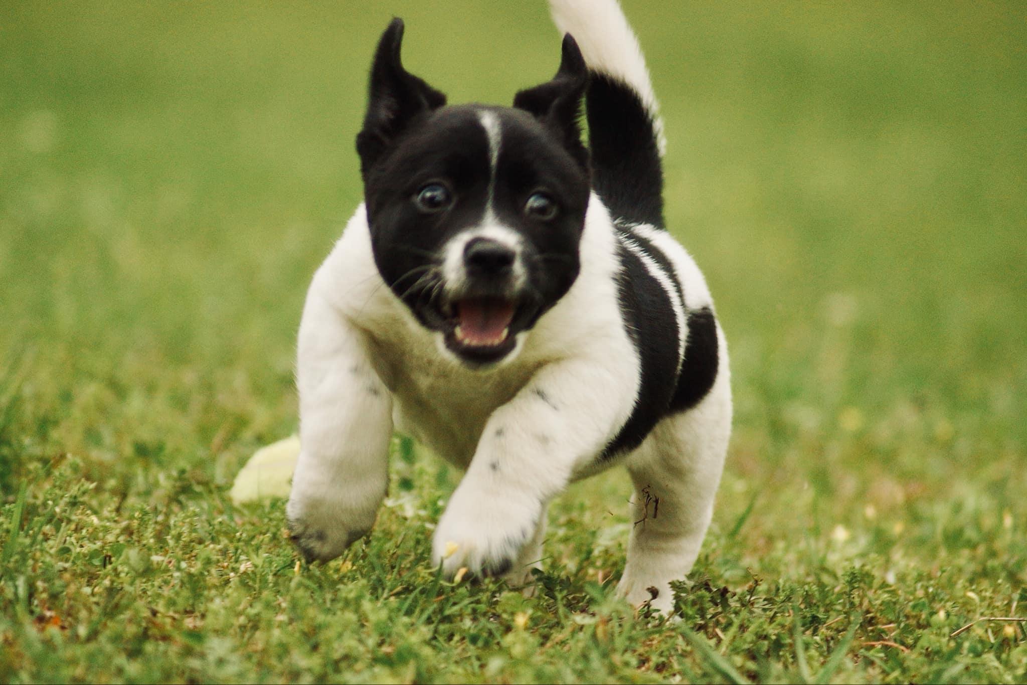 Fred, a Adopted mixed breed in Belton, SC image 2/6