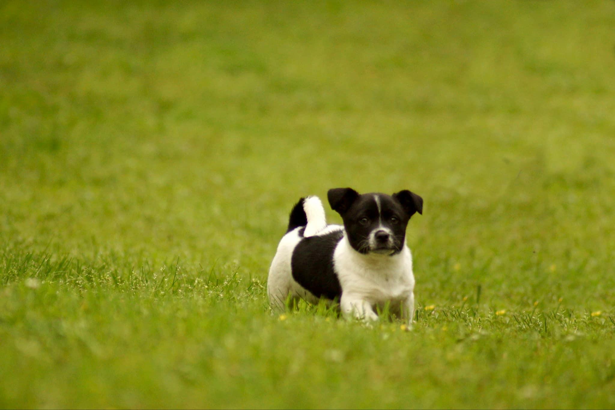 Fred, a Adopted mixed breed in Belton, SC image 3/6