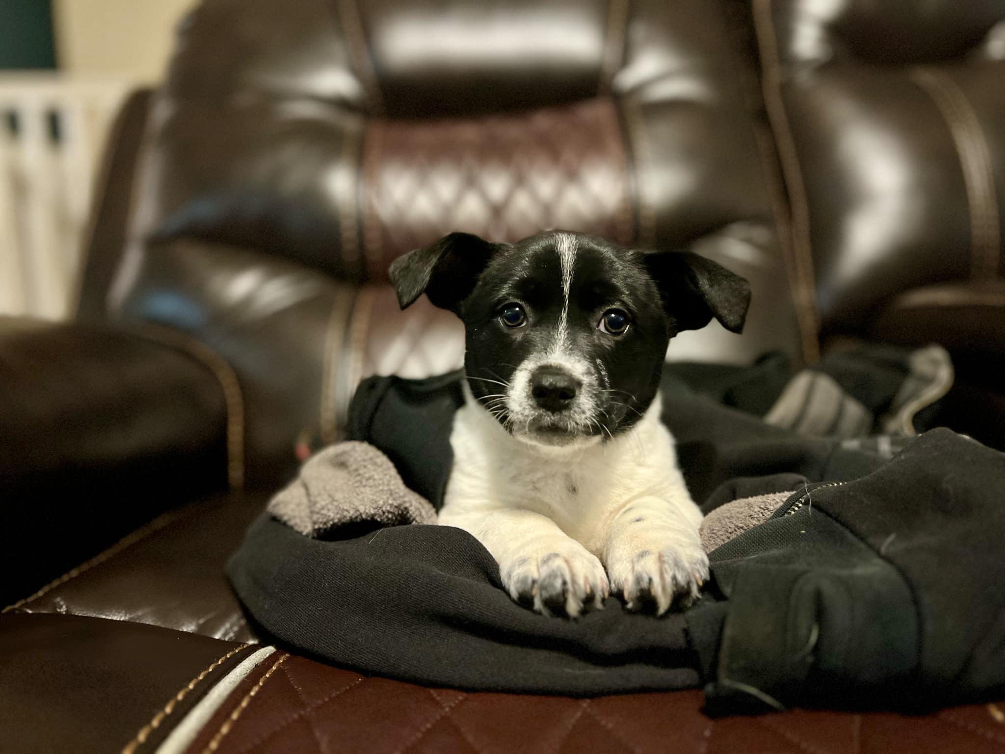 Fred, a Adopted mixed breed in Belton, SC image 1/6