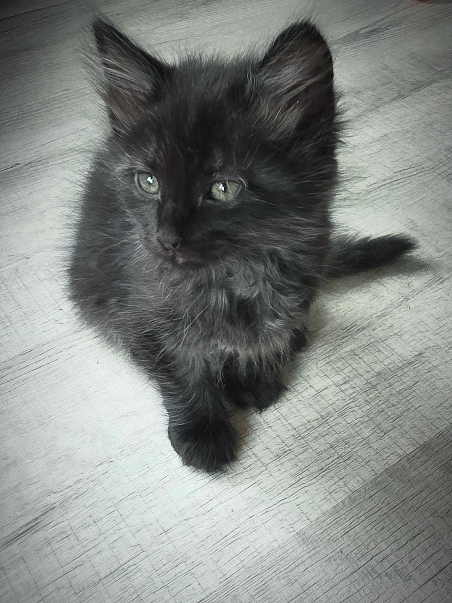Enlarge Briar, an adopted Domestic Long Hair in New Bern, NC image 1/3