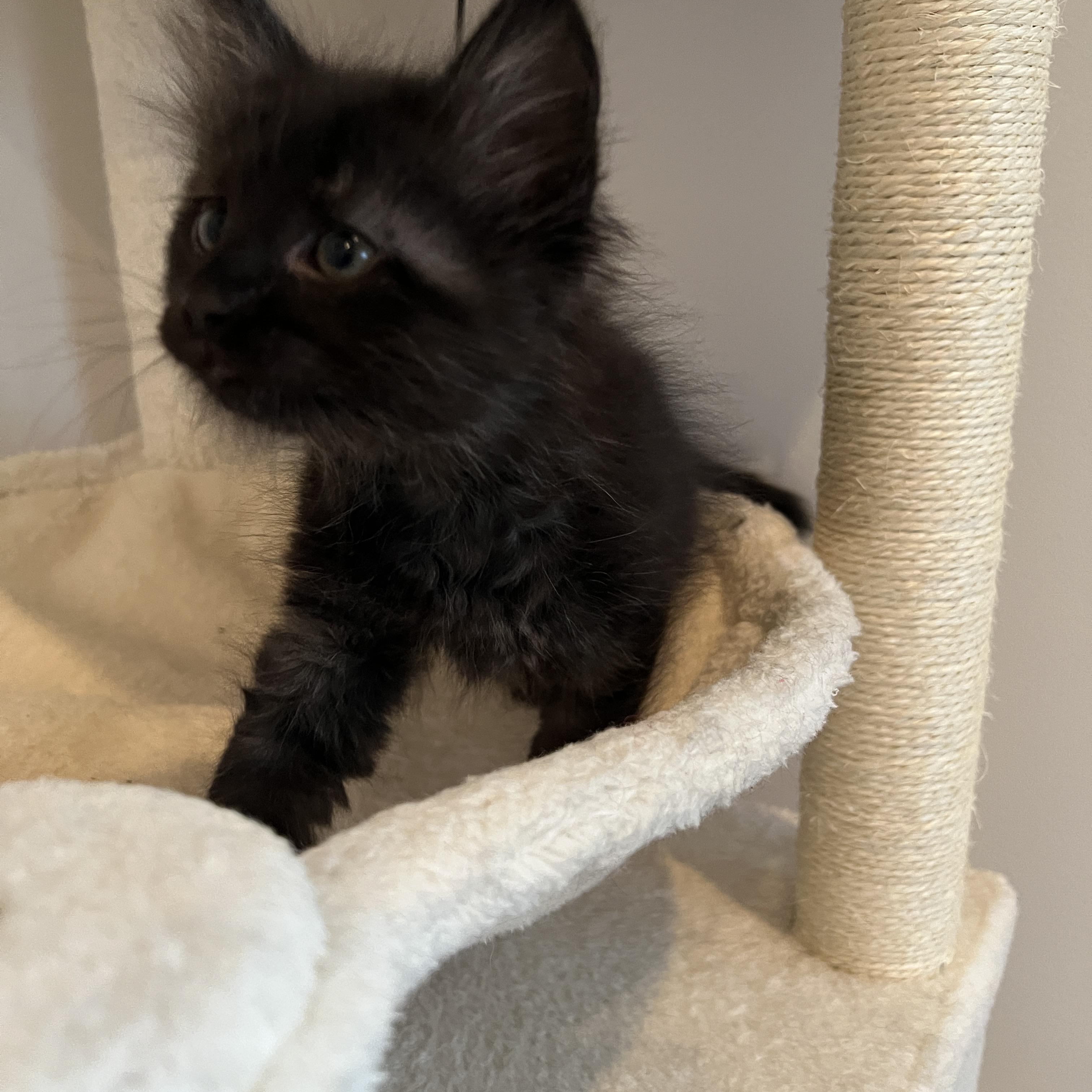 Enlarge Briar, an adopted Domestic Long Hair in New Bern, NC image 2/3