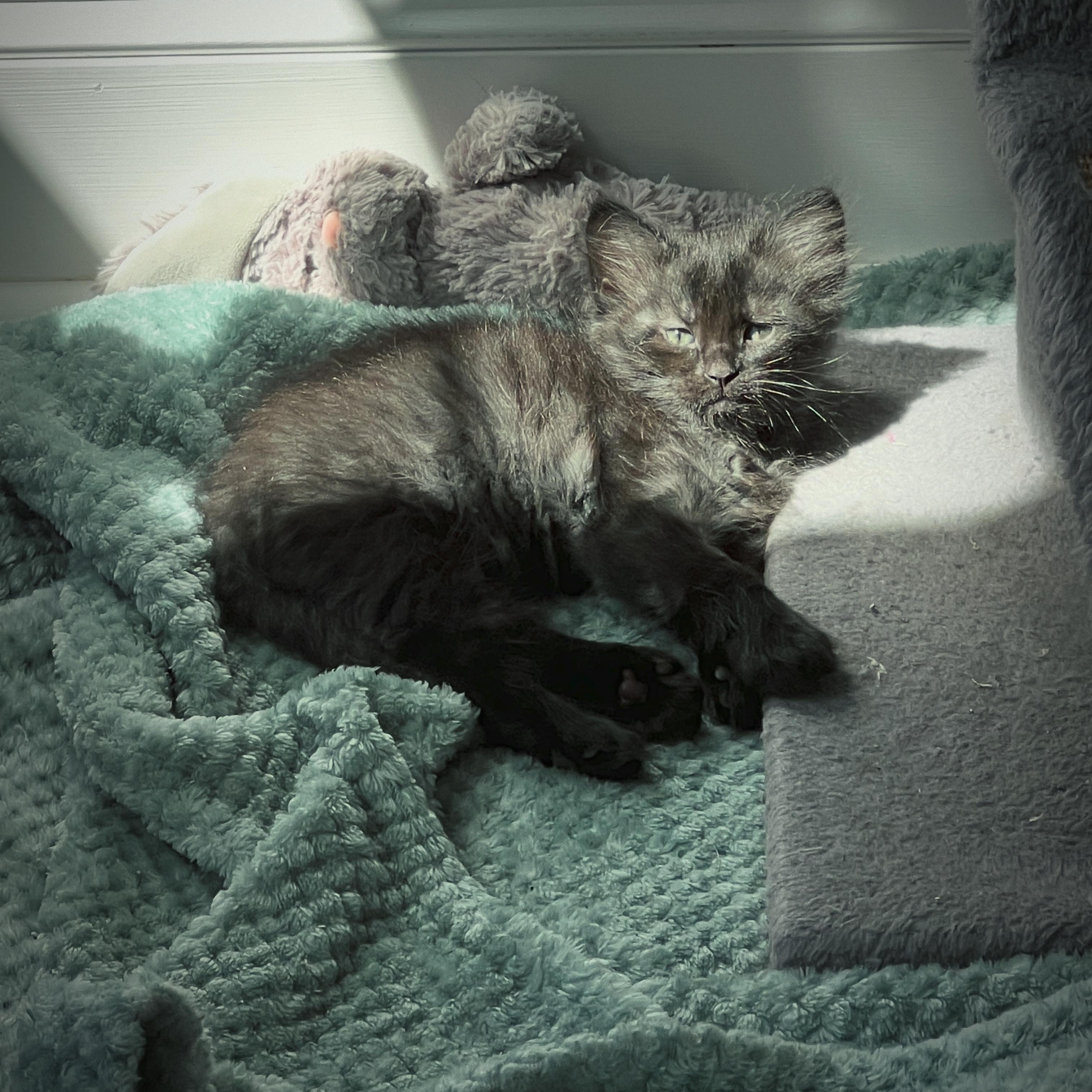 Enlarge Briar, an adopted Domestic Long Hair in New Bern, NC image 3/3