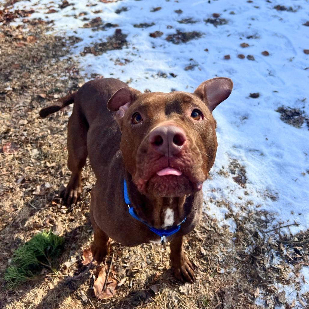 Mila, Adoptable, Adult Female Pit Bull Terrier.