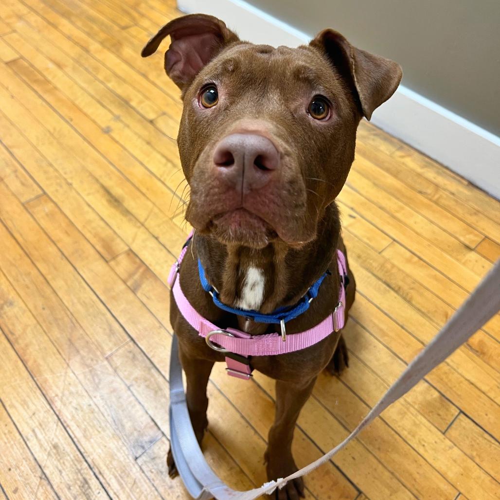 Enlarge Mila, a Adoptable Pit Bull Terrier in South Elgin, IL image 2/6