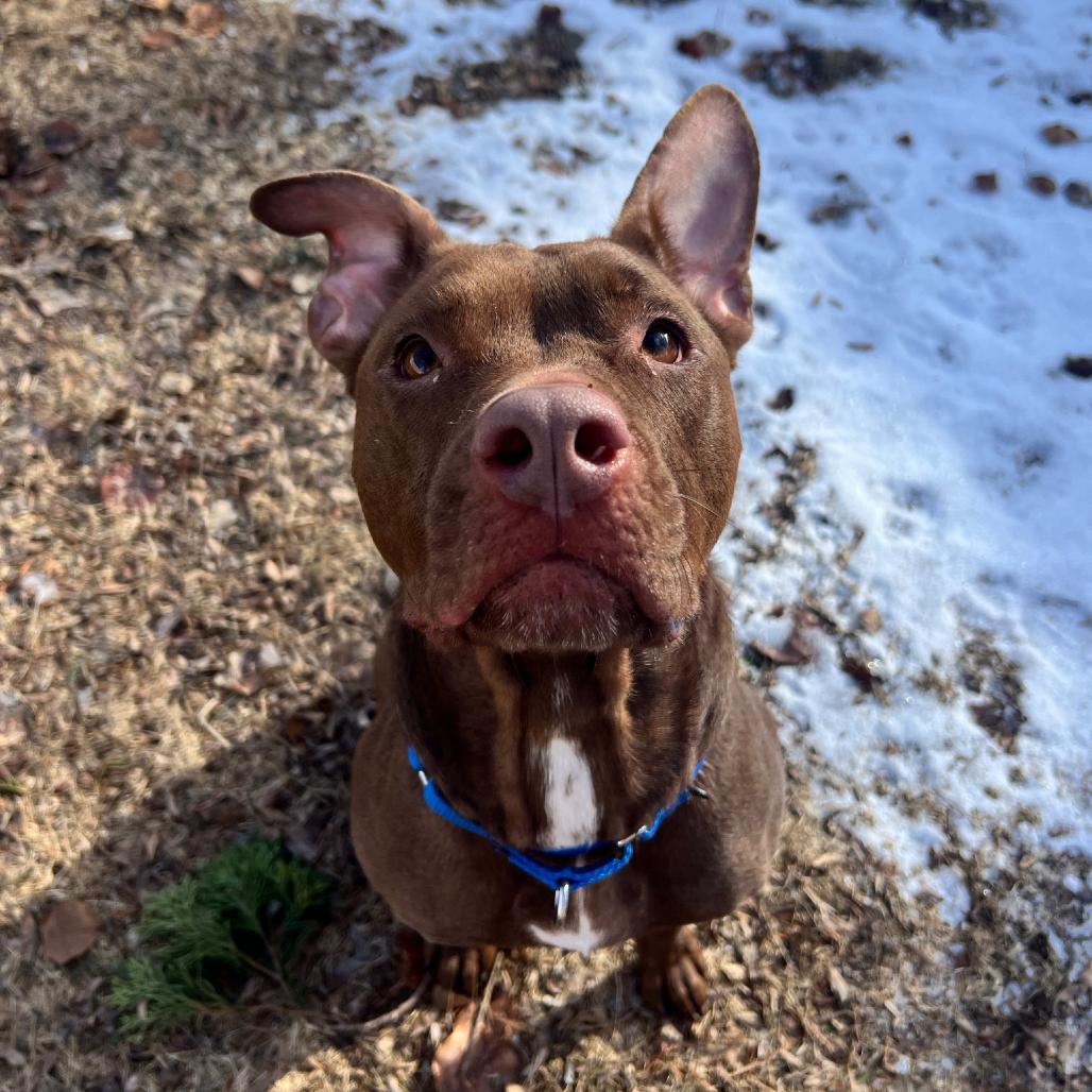 Enlarge Mila, a Adoptable Pit Bull Terrier in South Elgin, IL image 3/6