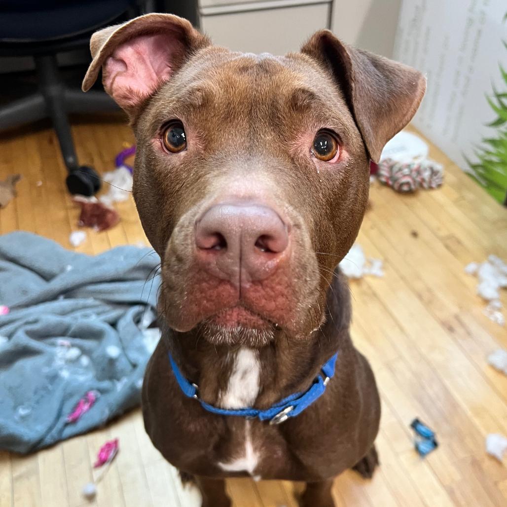 Enlarge Mila, a Adoptable Pit Bull Terrier in South Elgin, IL image 4/6