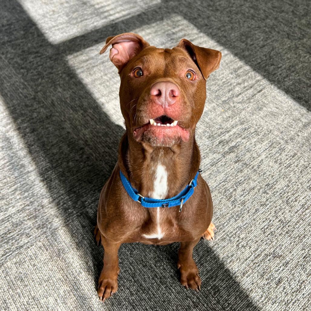 Enlarge Mila, a Adoptable Pit Bull Terrier in South Elgin, IL image 5/6