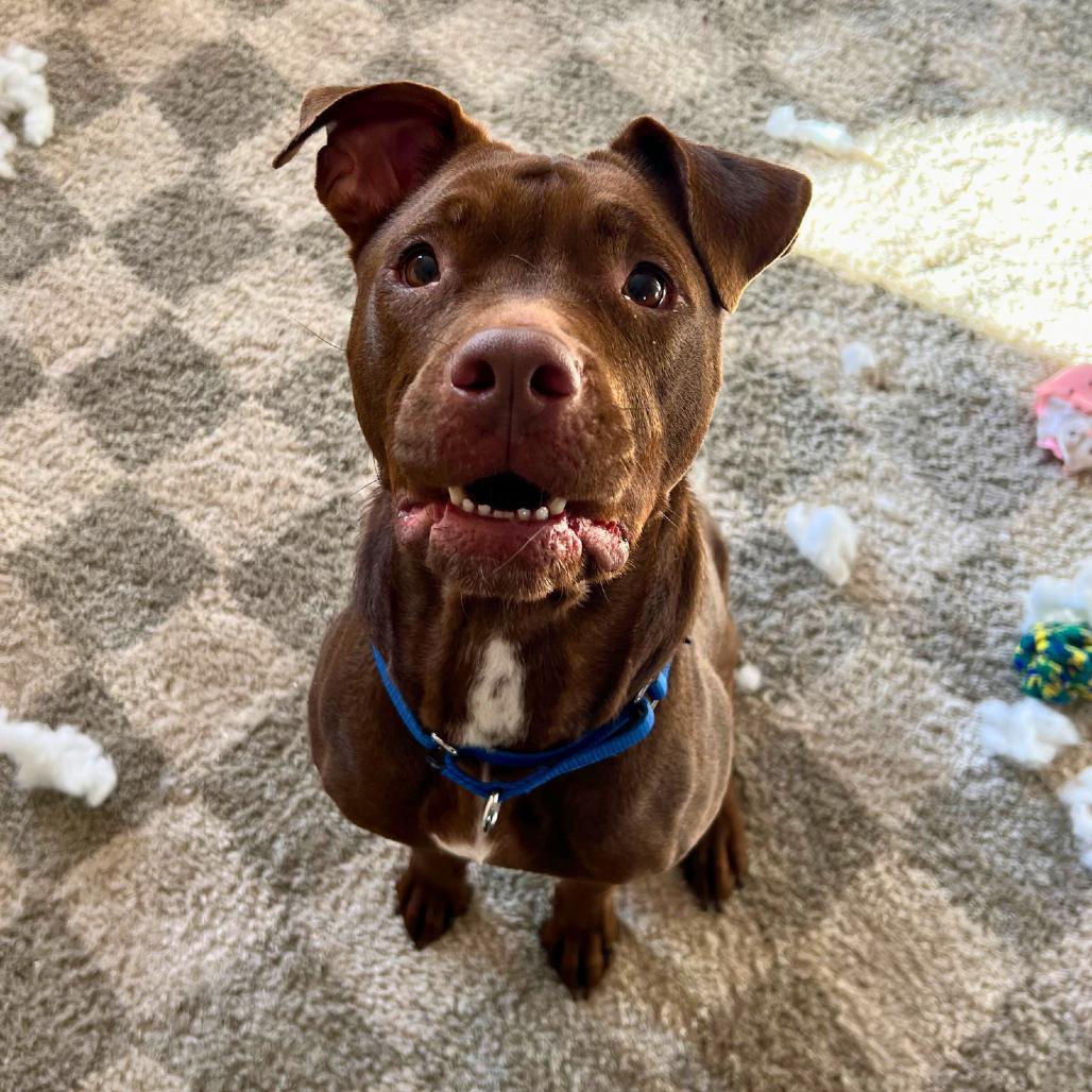 Enlarge Mila, a Adoptable Pit Bull Terrier in South Elgin, IL image 6/6