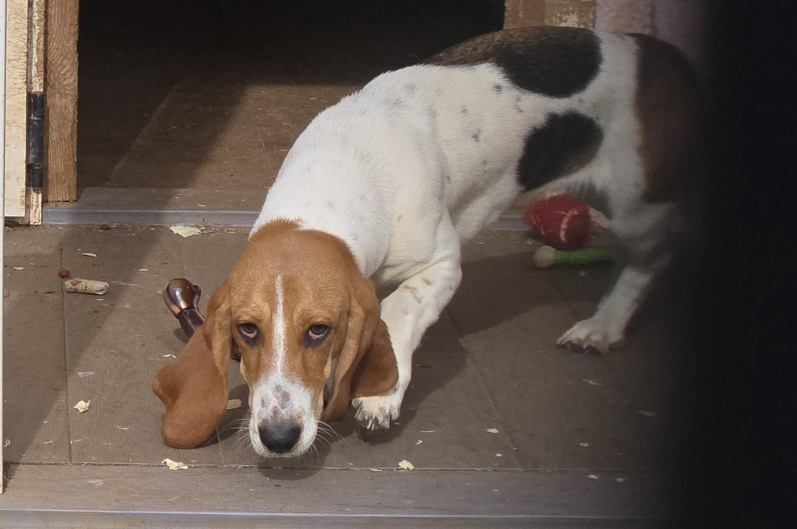 Reba, a Adoptable Basset Hound in Abbeville, SC image 1/3
