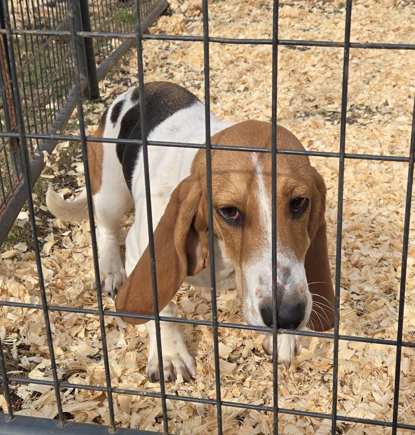 Reba, a Adoptable Basset Hound in Abbeville, SC image 2/3