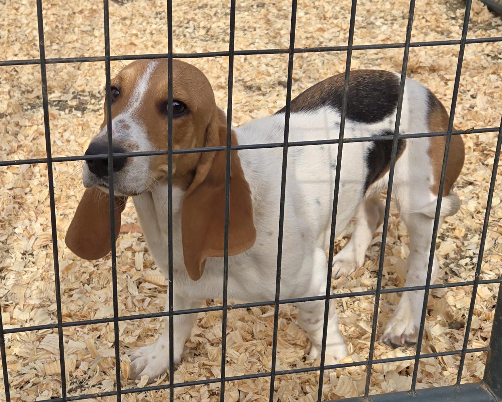 Reba, a Adoptable Basset Hound in Abbeville, SC image 3/3