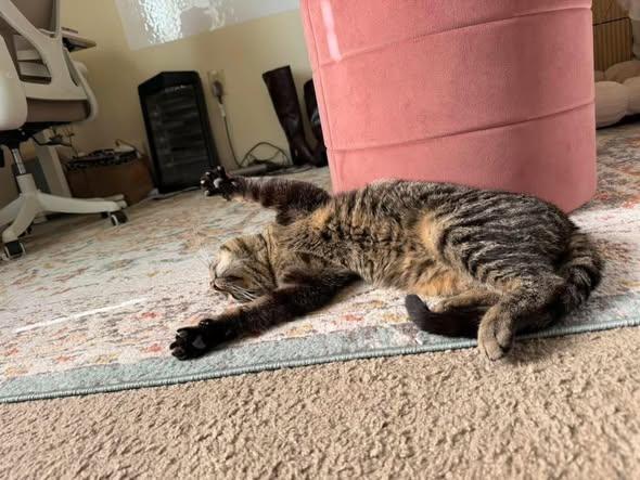 Tebow, an adopted Domestic Short Hair in Manhattan, KS image 3/5