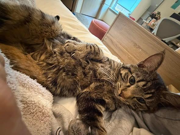 Tebow, an adopted Domestic Short Hair in Manhattan, KS image 2/5