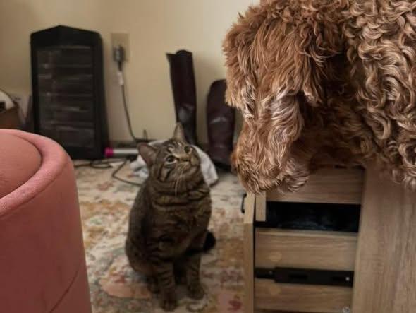 Tebow, an adopted Domestic Short Hair in Manhattan, KS image 4/5