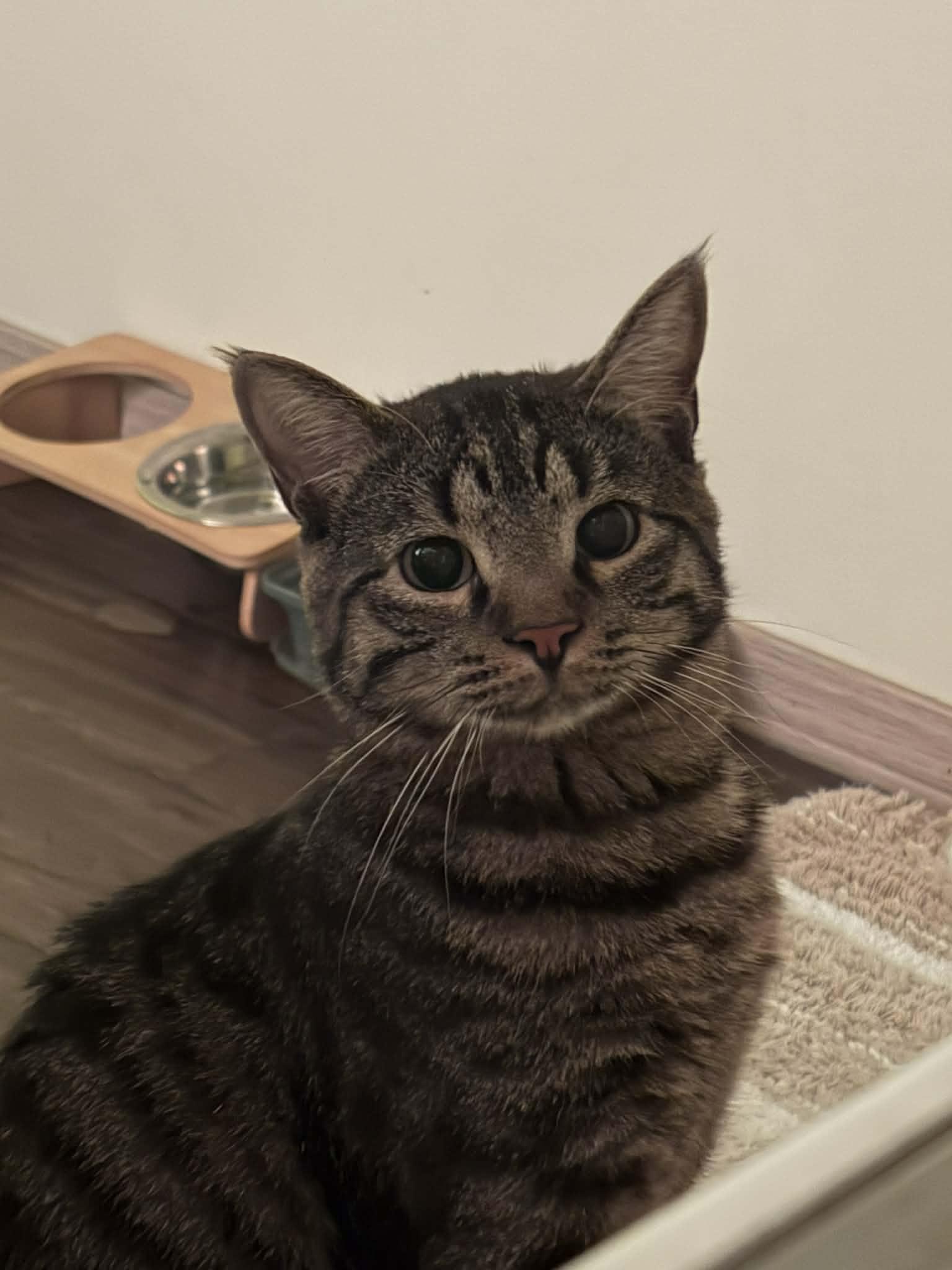 Tebow, adopted, Young Male Domestic Short Hair.