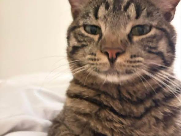 Tebow, an adopted Domestic Short Hair in Manhattan, KS image 5/5